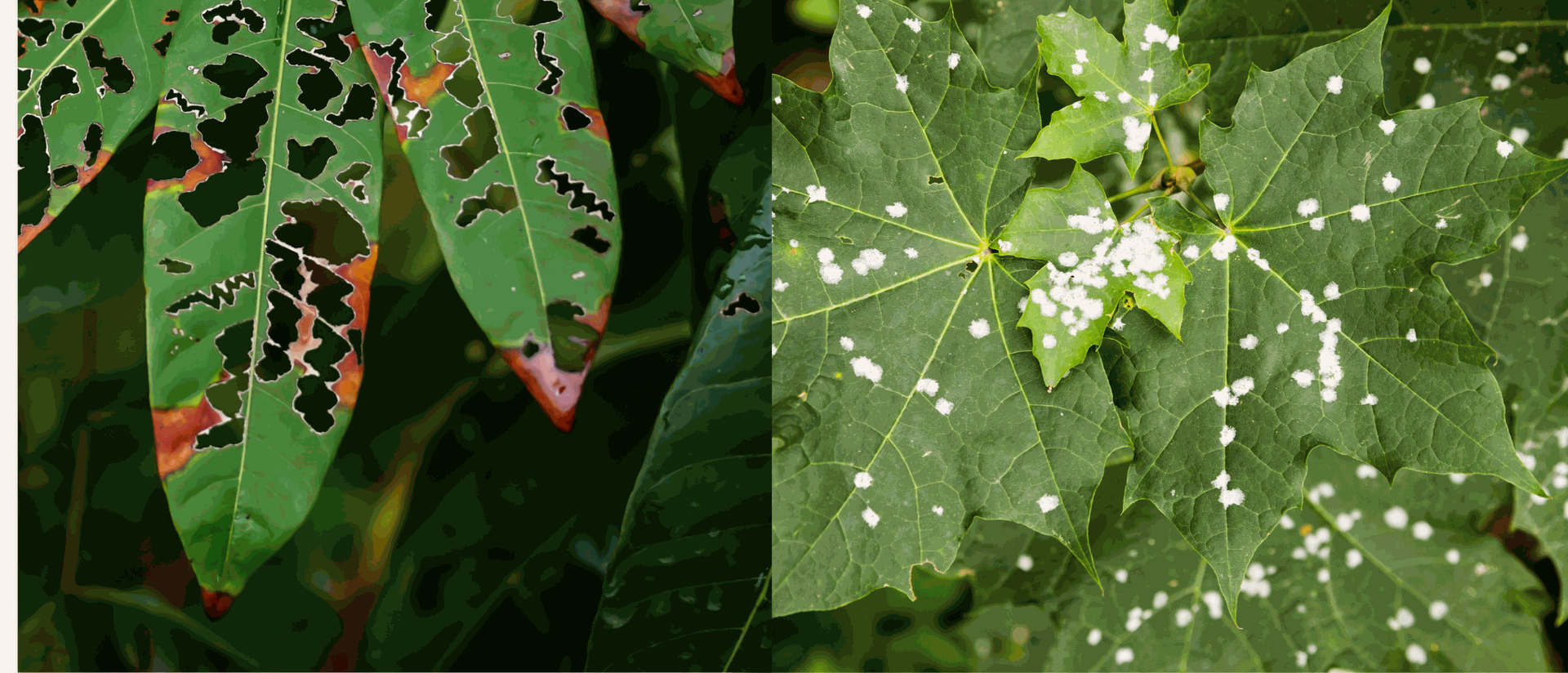 5 Common Plant Diseases & How to Treat Them