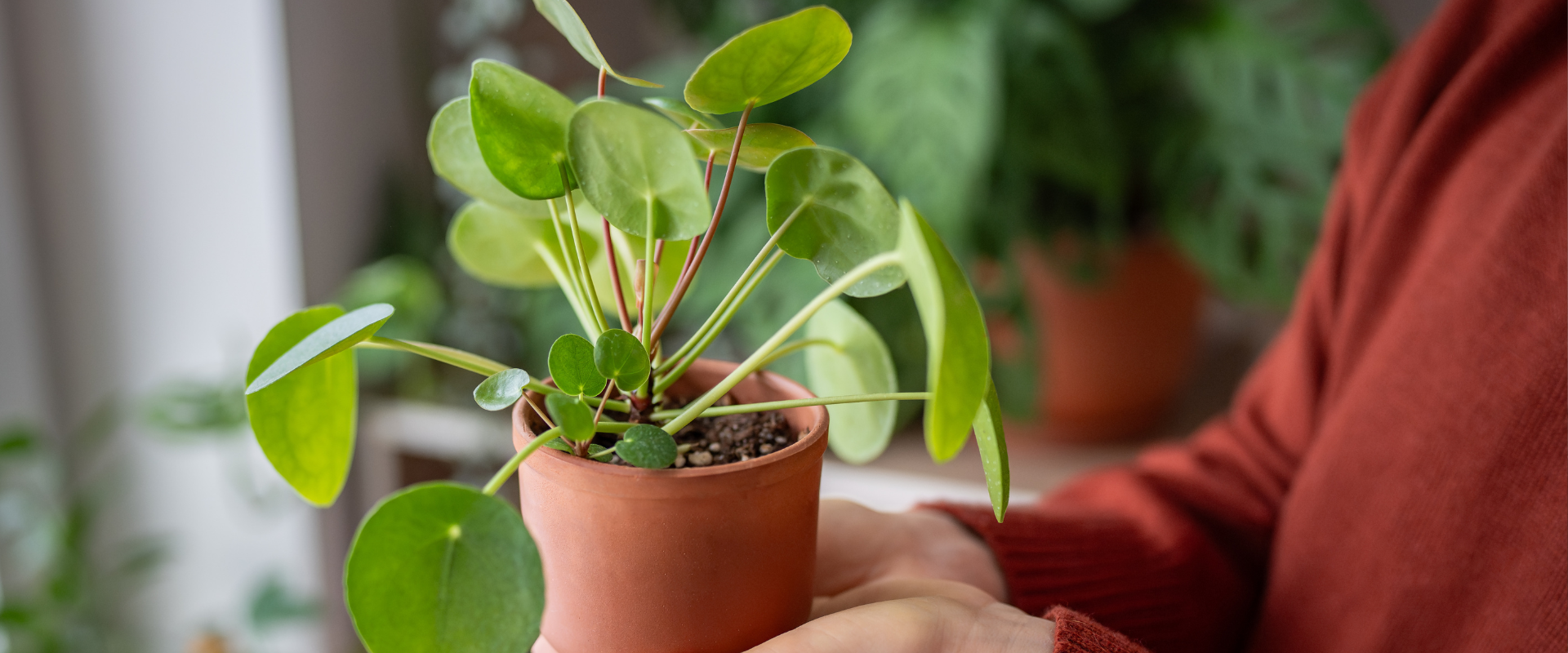 How to Care for a Chinese Money Plant (Pilea Peperomioides) – A Complete Guide