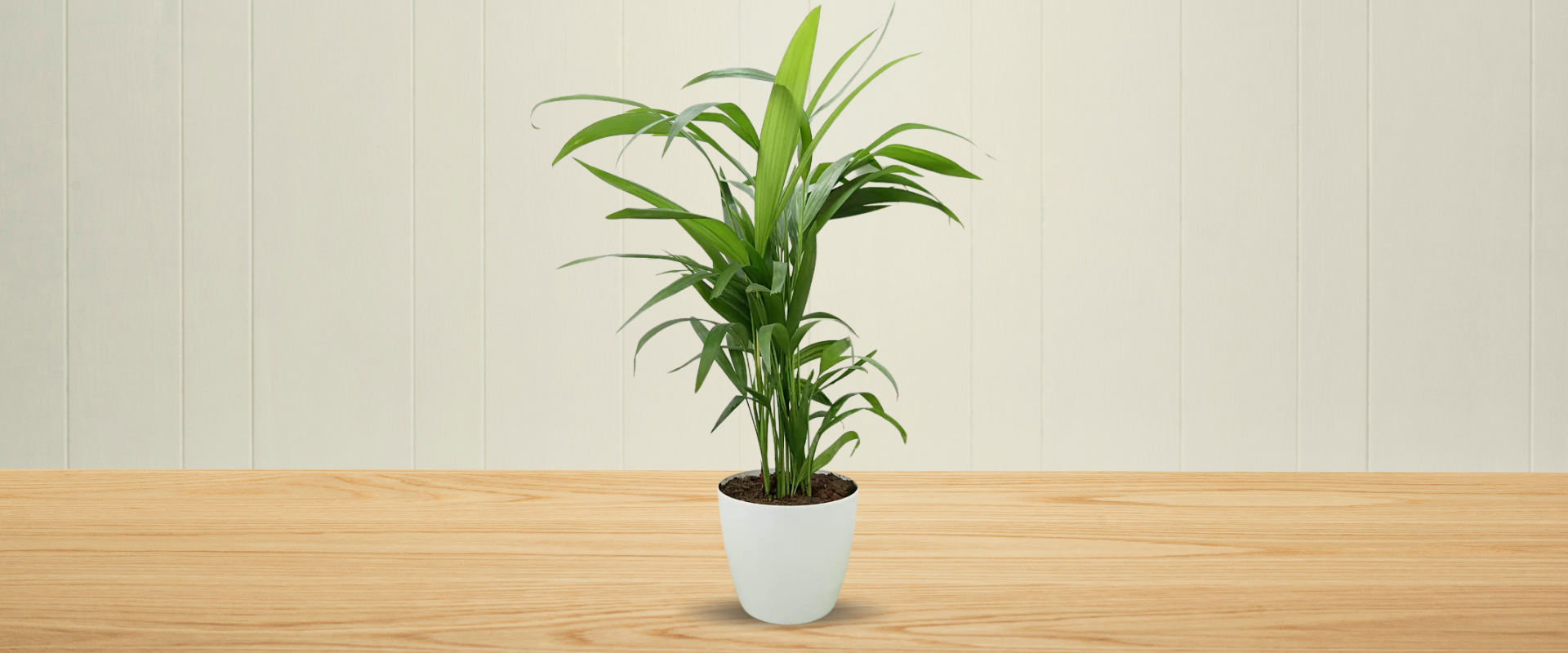Complete Guide to Areca Palm Plant Care: Keep Your Indoor Palm Thriving
