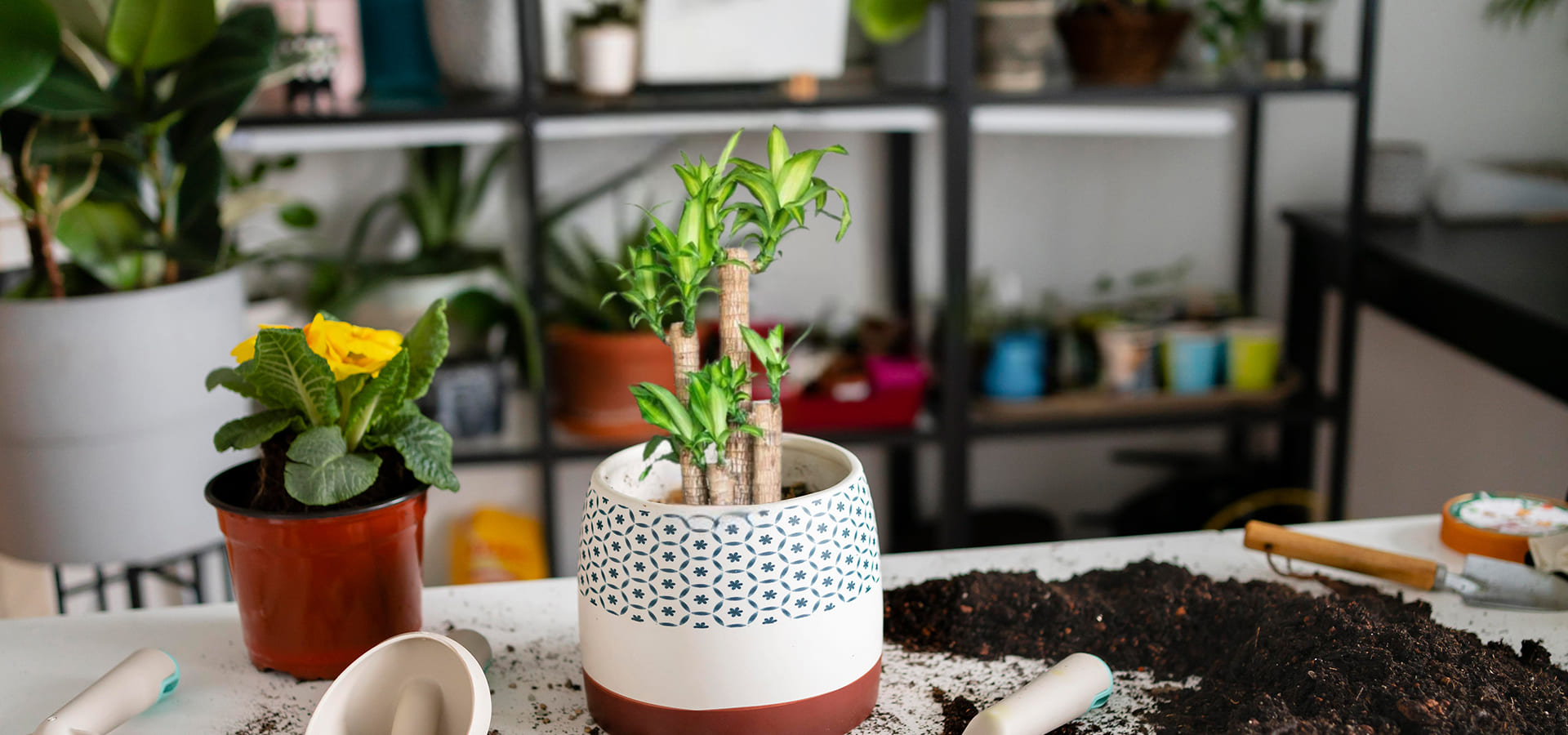Why Brazilian Wood Plant Makes a Thoughtful Corporate Diwali Gift