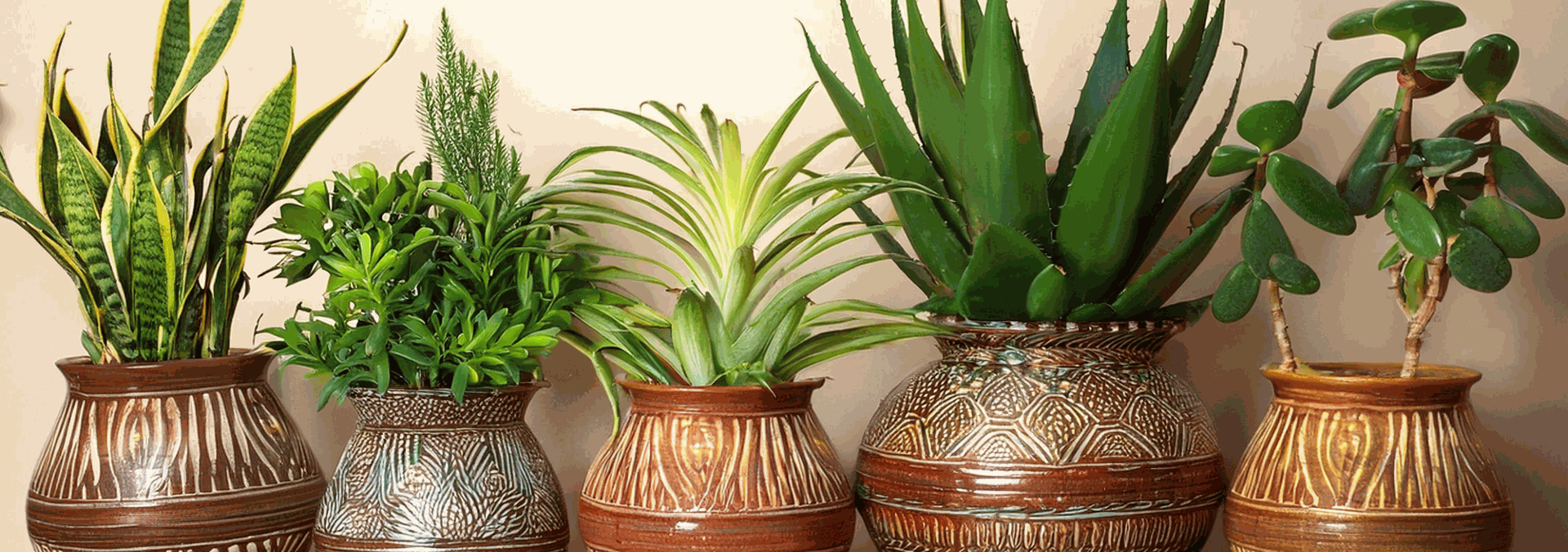 Top 10 Auspicious Plants to Bring Home This Diwali