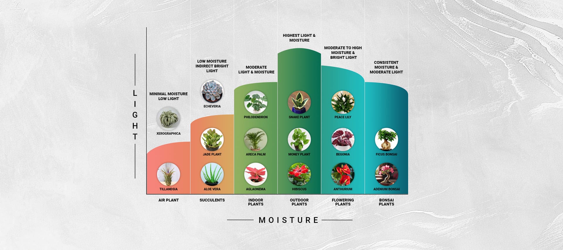 The Spectrum of Light vs Moisture - A Guide to Healthy Plant Growth