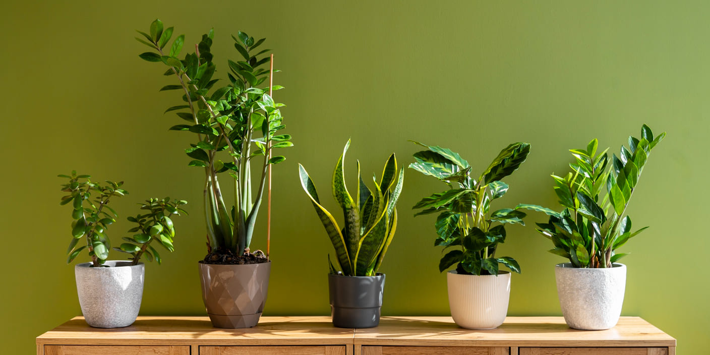 The Ultimate Guide to Indoor Plant Care - Tips and Tricks