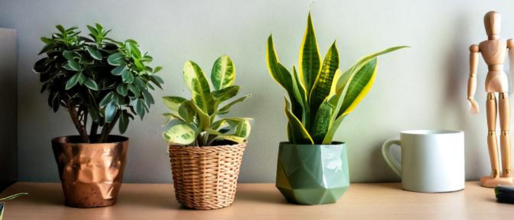Beyond Bouquets - Why Plants Make the Best Corporate Gifts