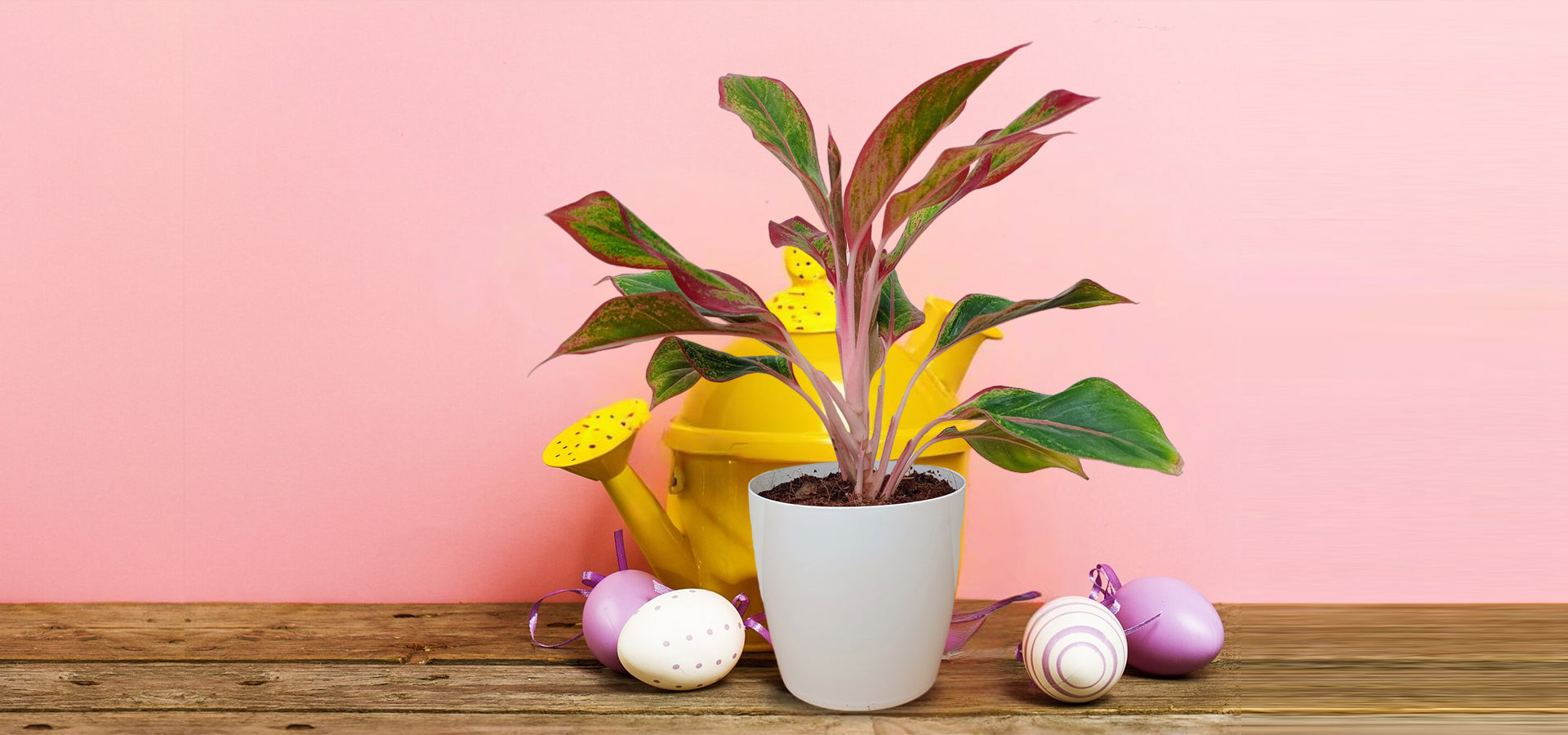 Why Aglaonema is the Perfect Green Gift for Diwali Celebrations