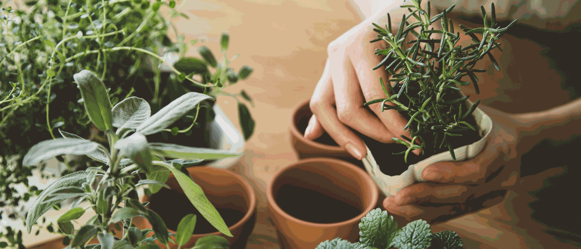Essential Tips for Plant Care During the Rainy Season