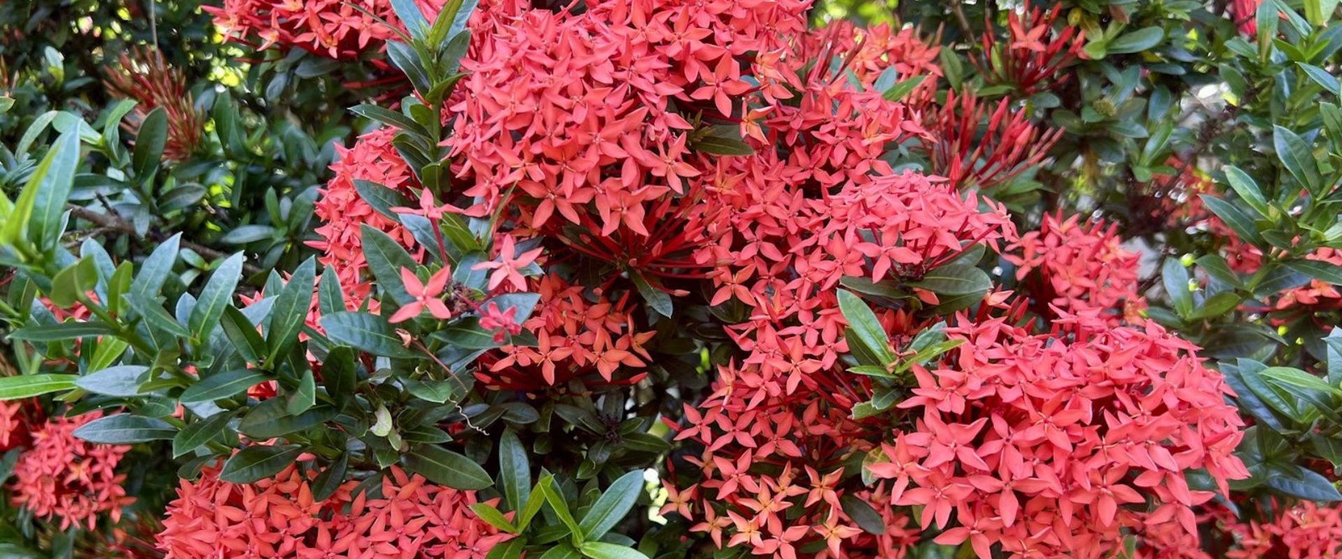 Red Ixora Plant: Complete Care Tips and Amazing Benefits