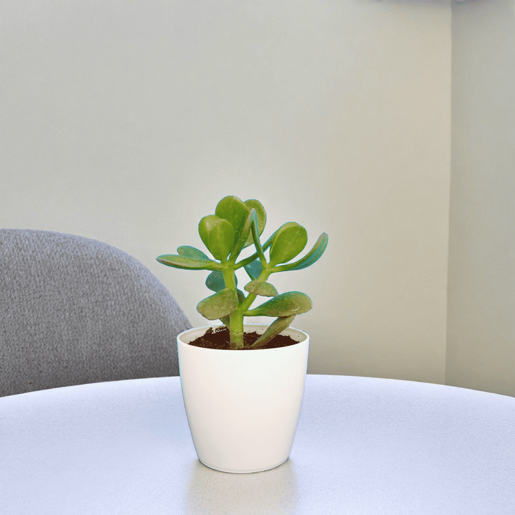 Succulents and Cacti: