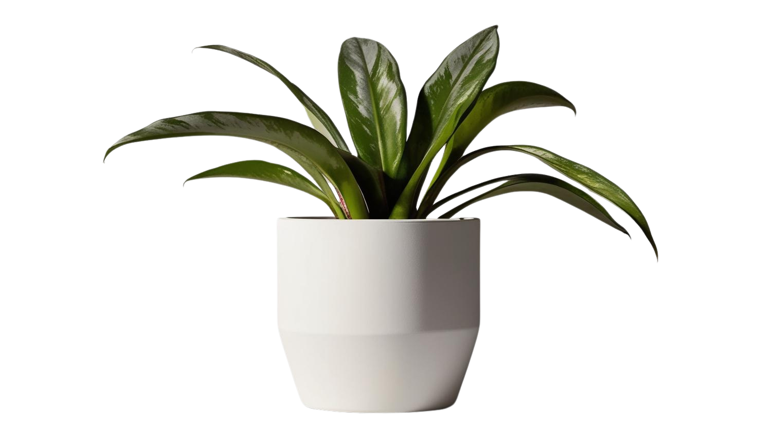 Dracaena Collection