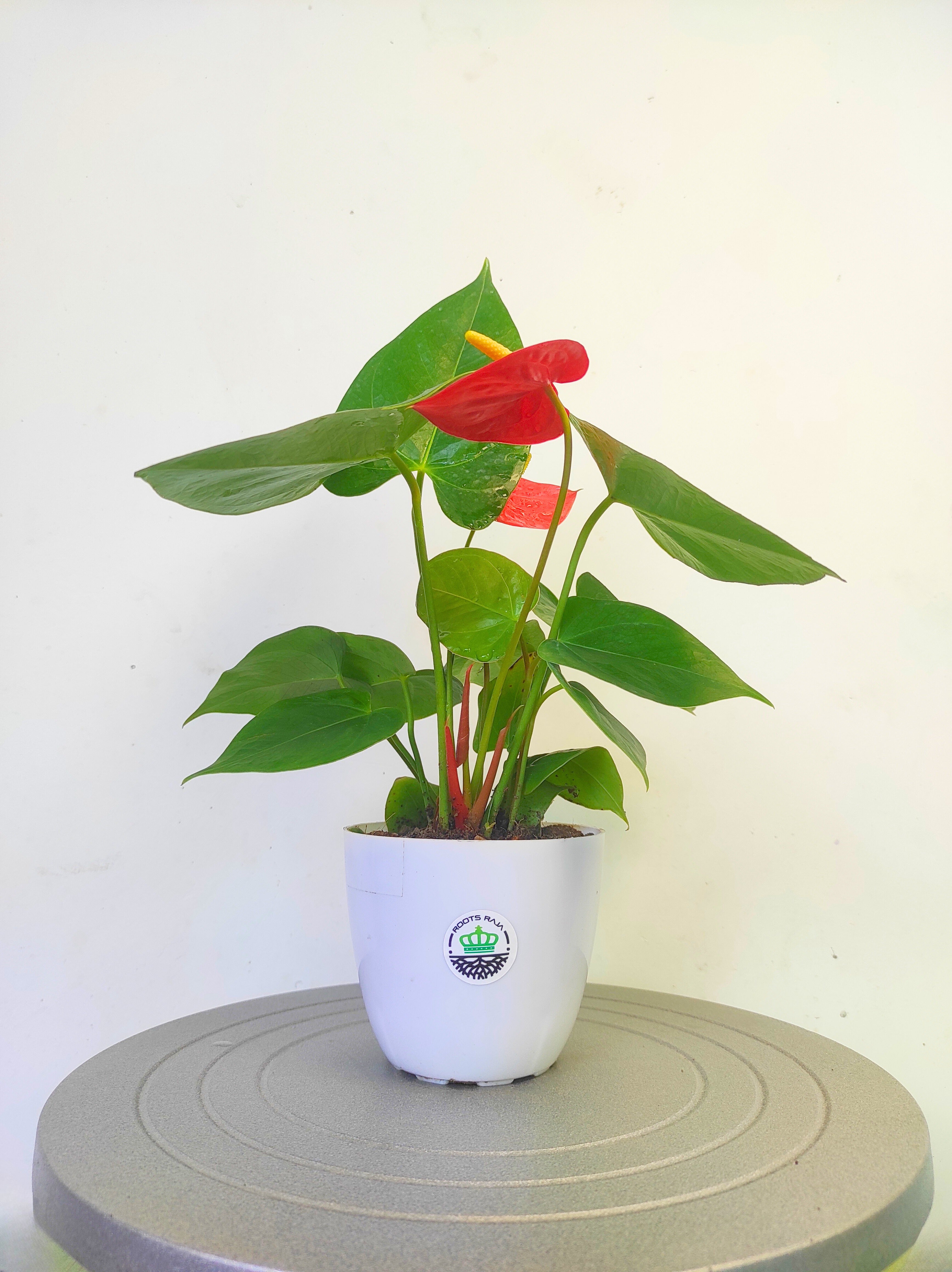 Anthurium Plant (Red)