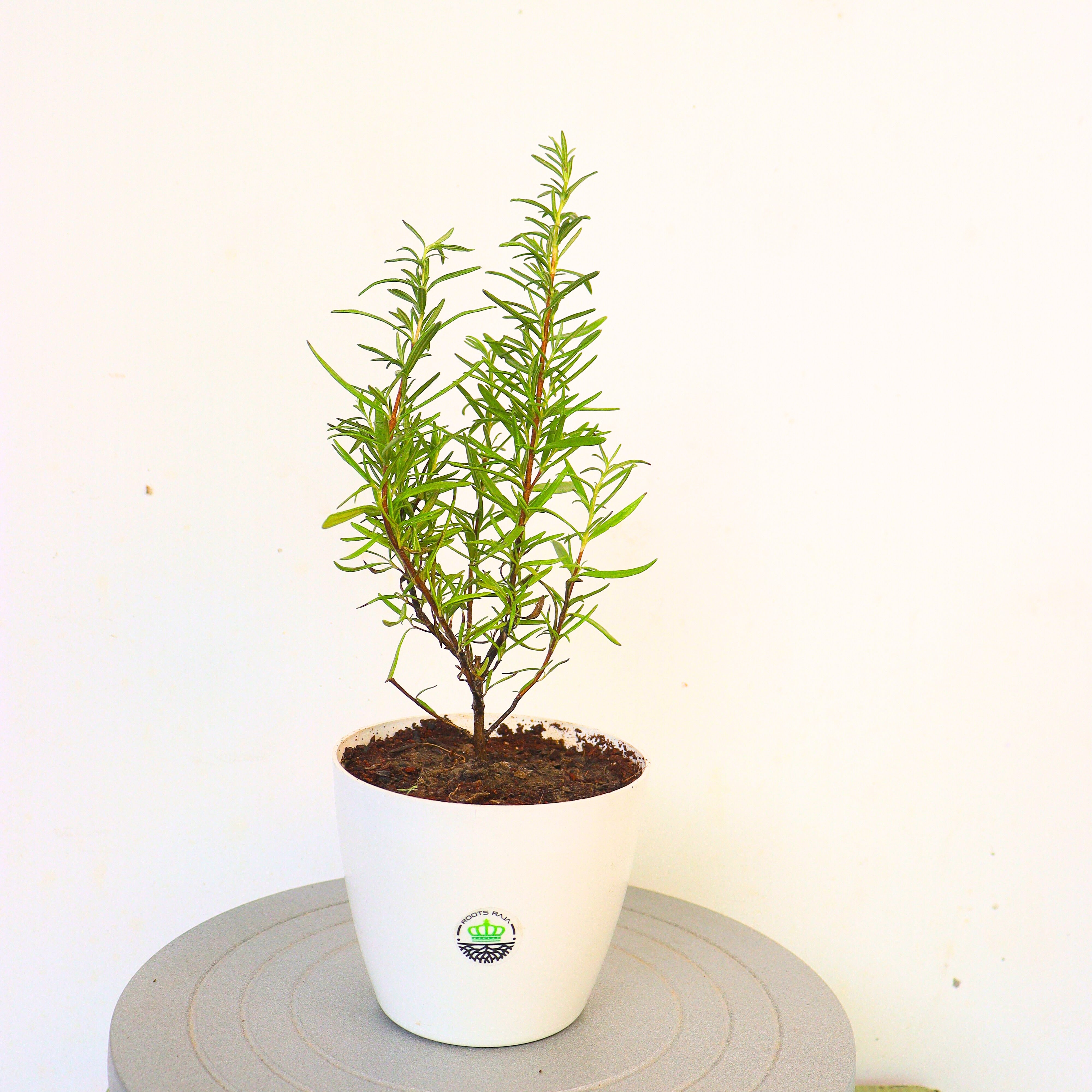 Rosemary