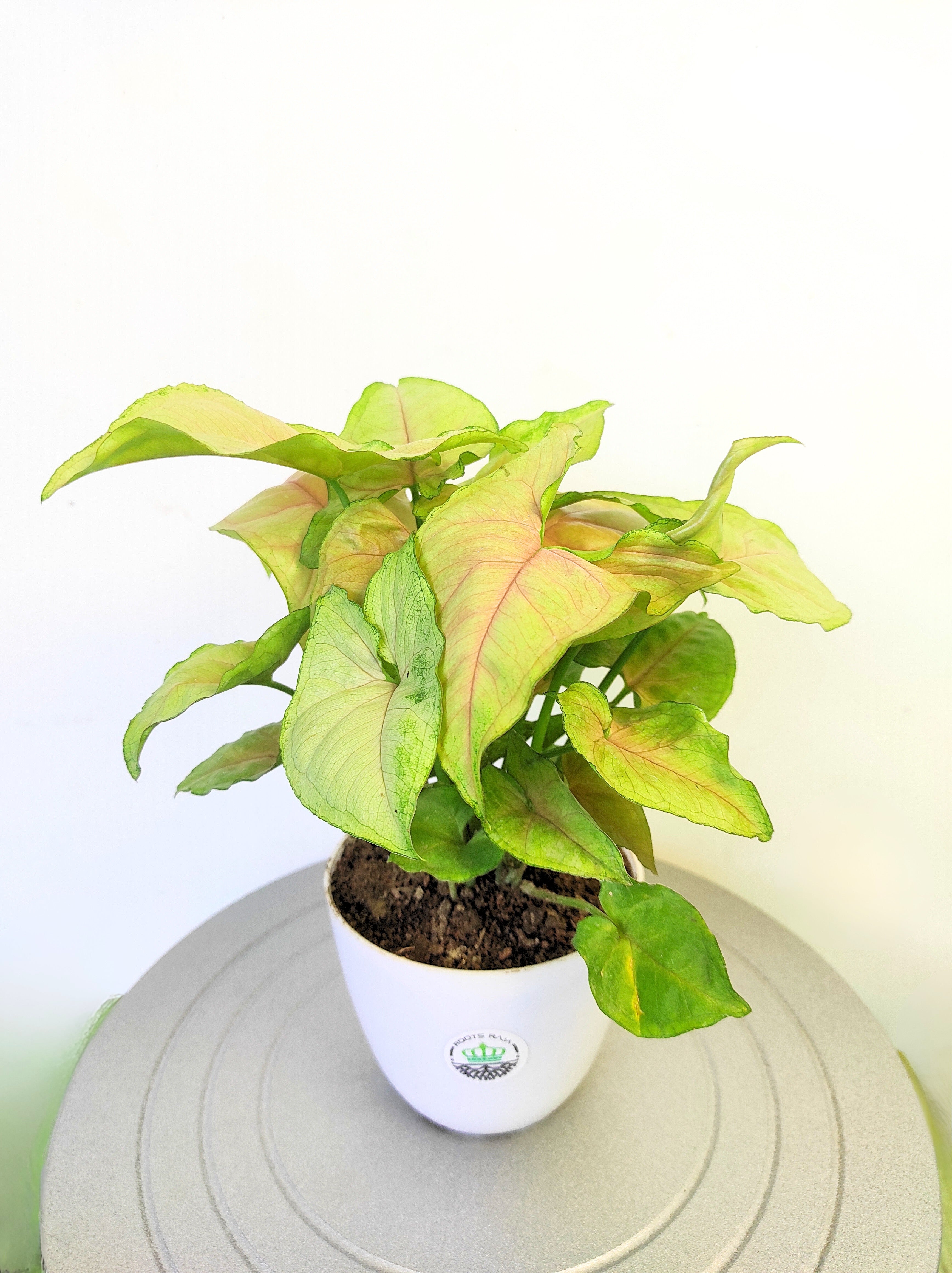 Syngonium Green Pink