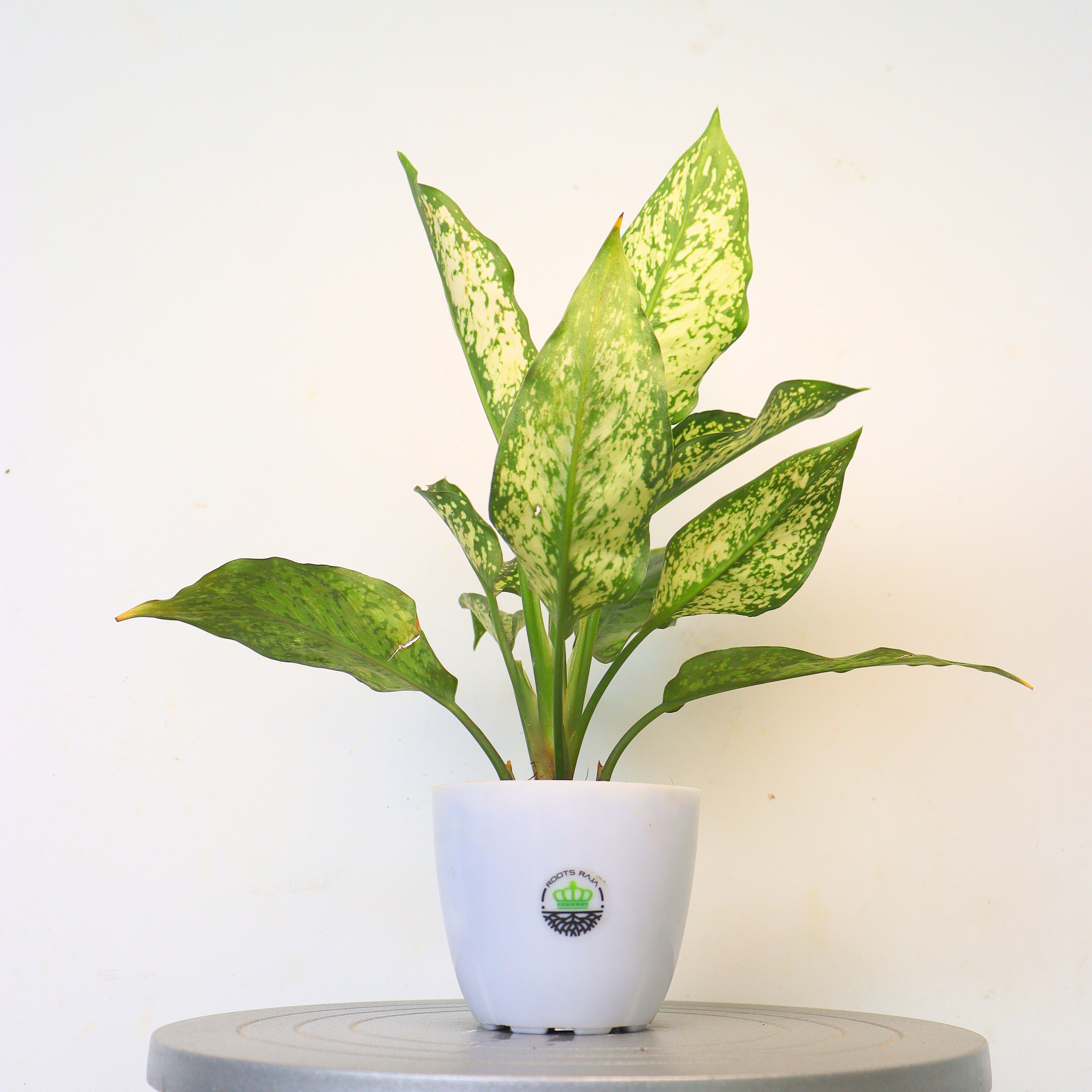 aglaonema snow white scientific name Aglaonema Snow White – Elegant Low-Maintenance Plant – rootsraja.in