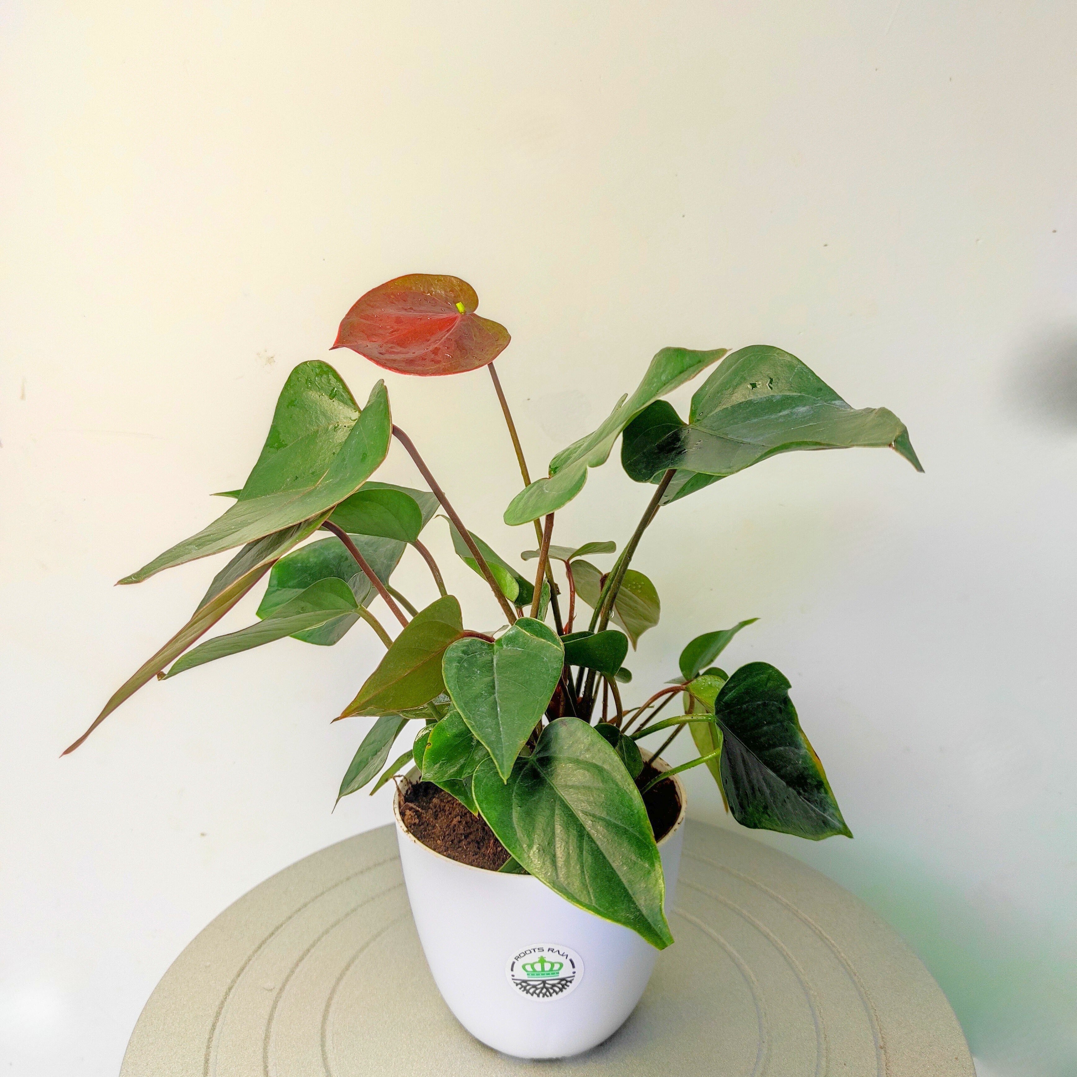 Anthurium Plant (Brown)