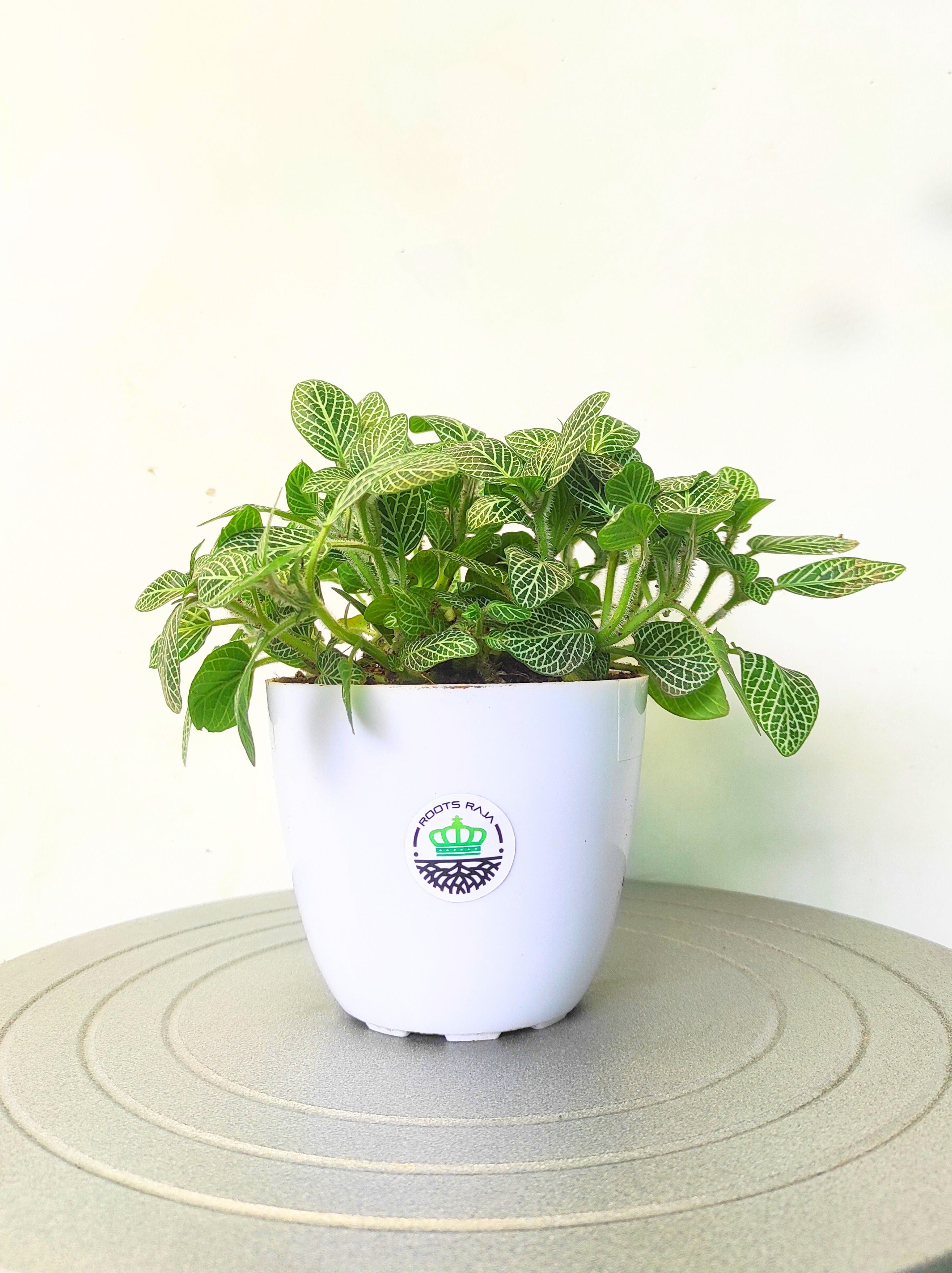 Fittonia Green
