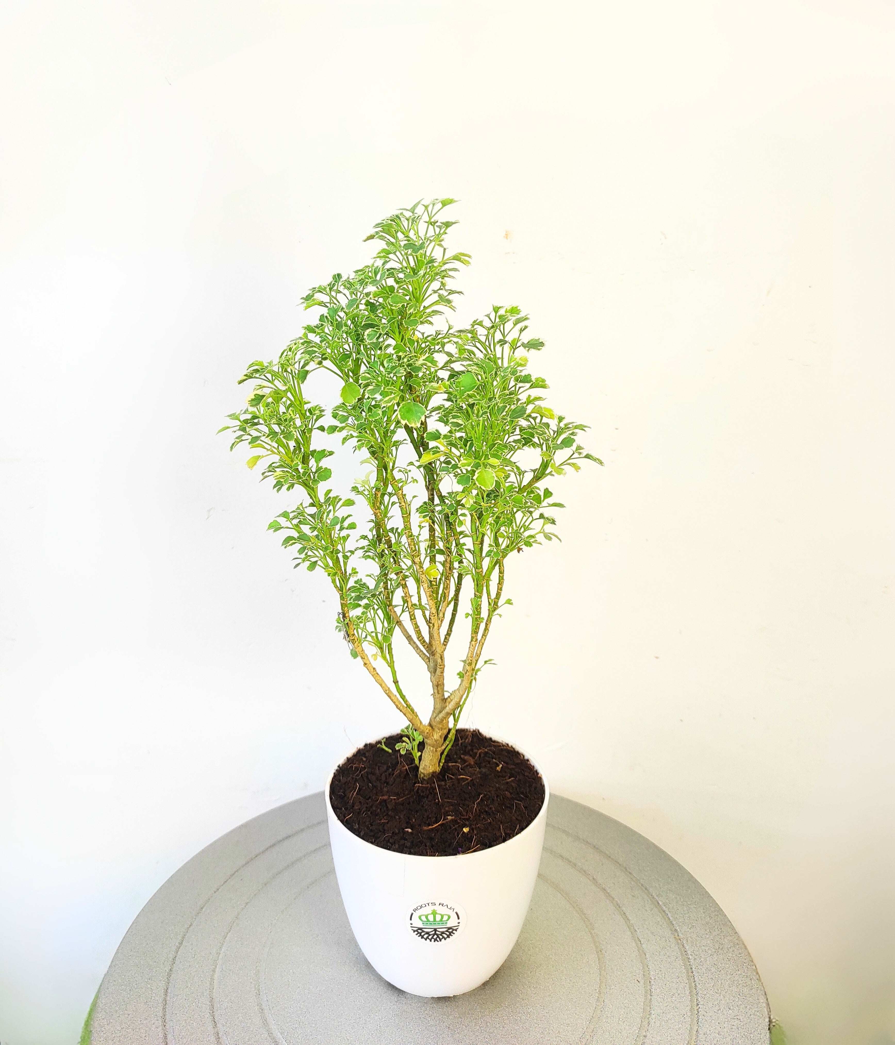 Aralia (Variegated)