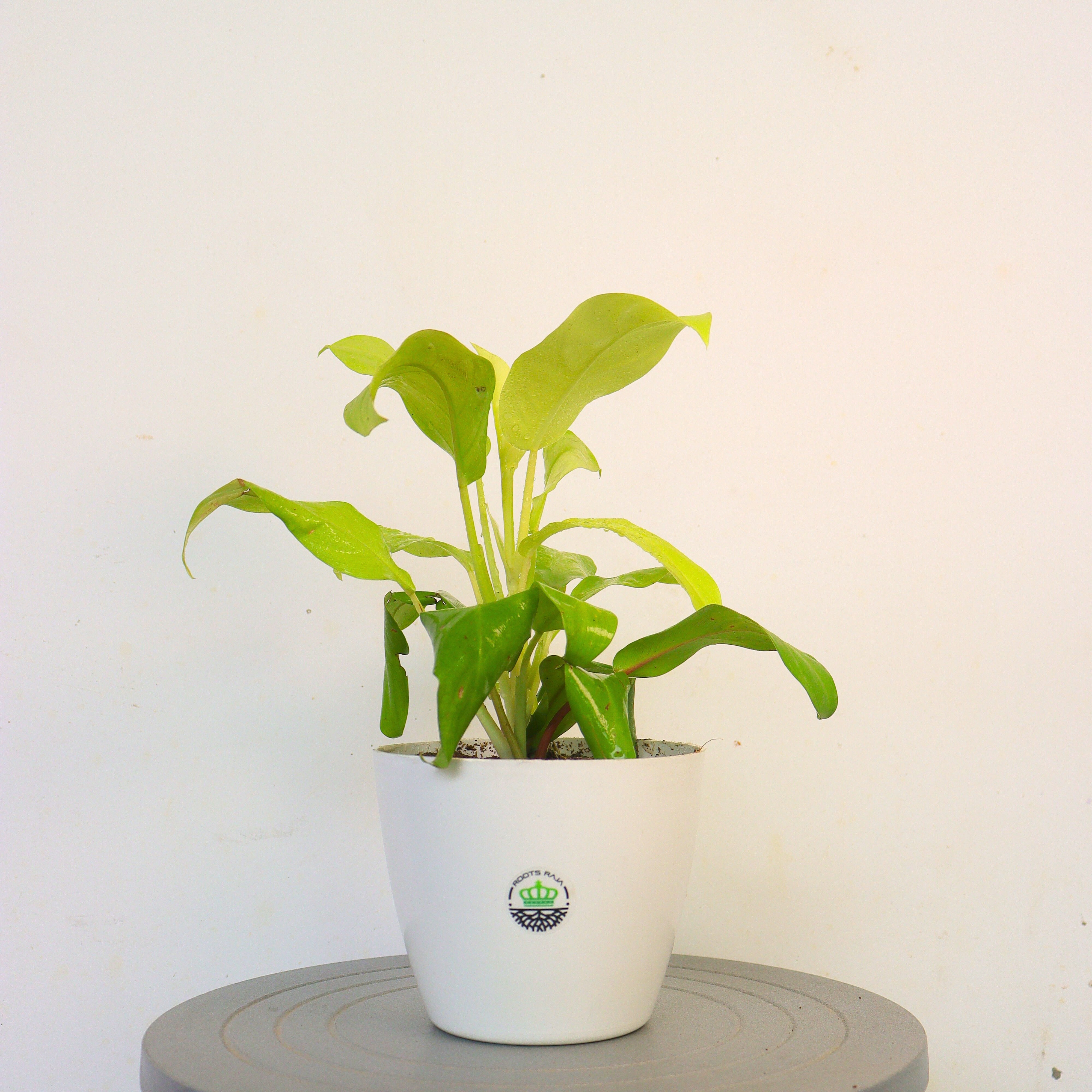 Syngonium Gold Allusion