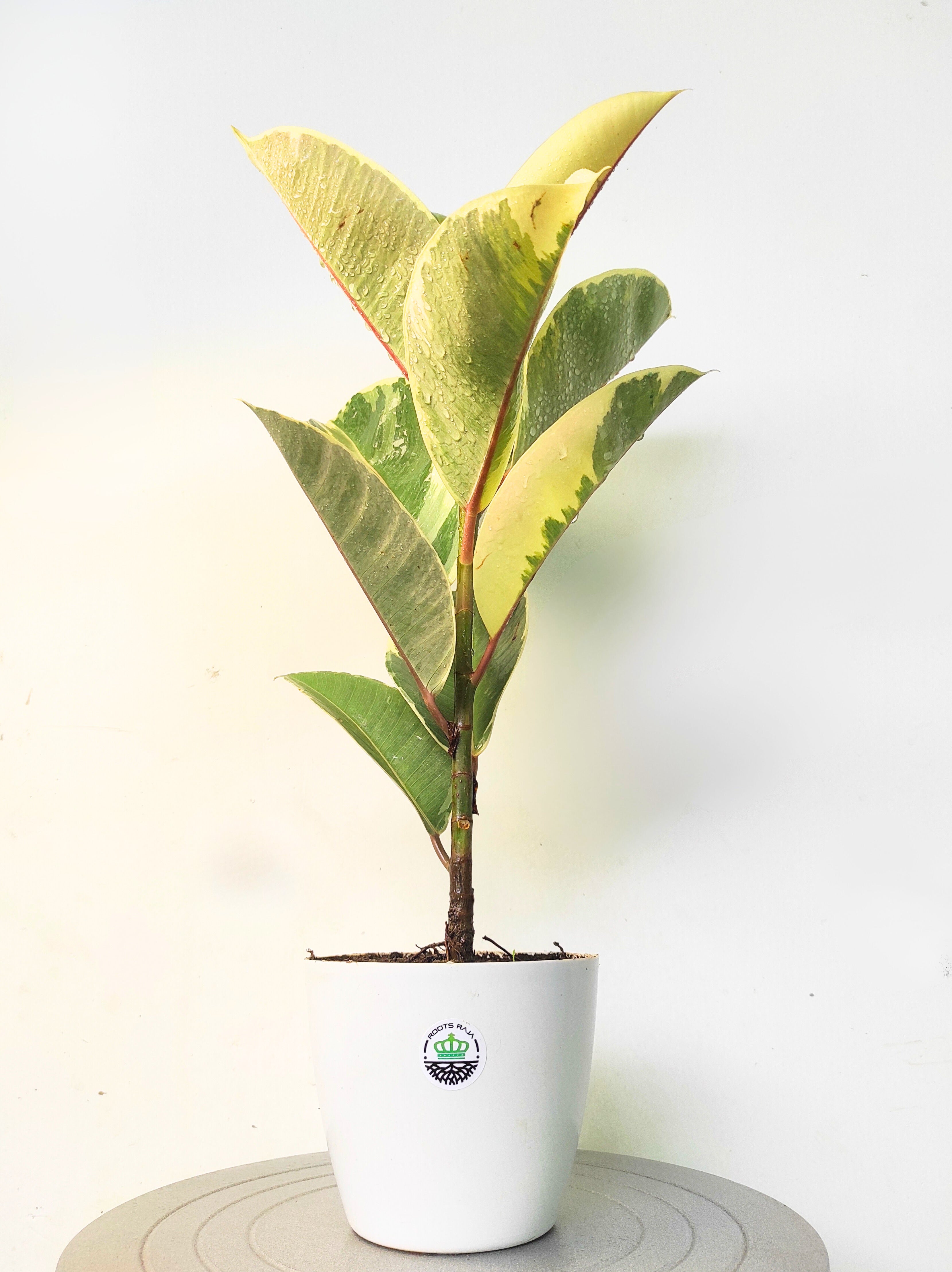 Rubber Plant Variegated