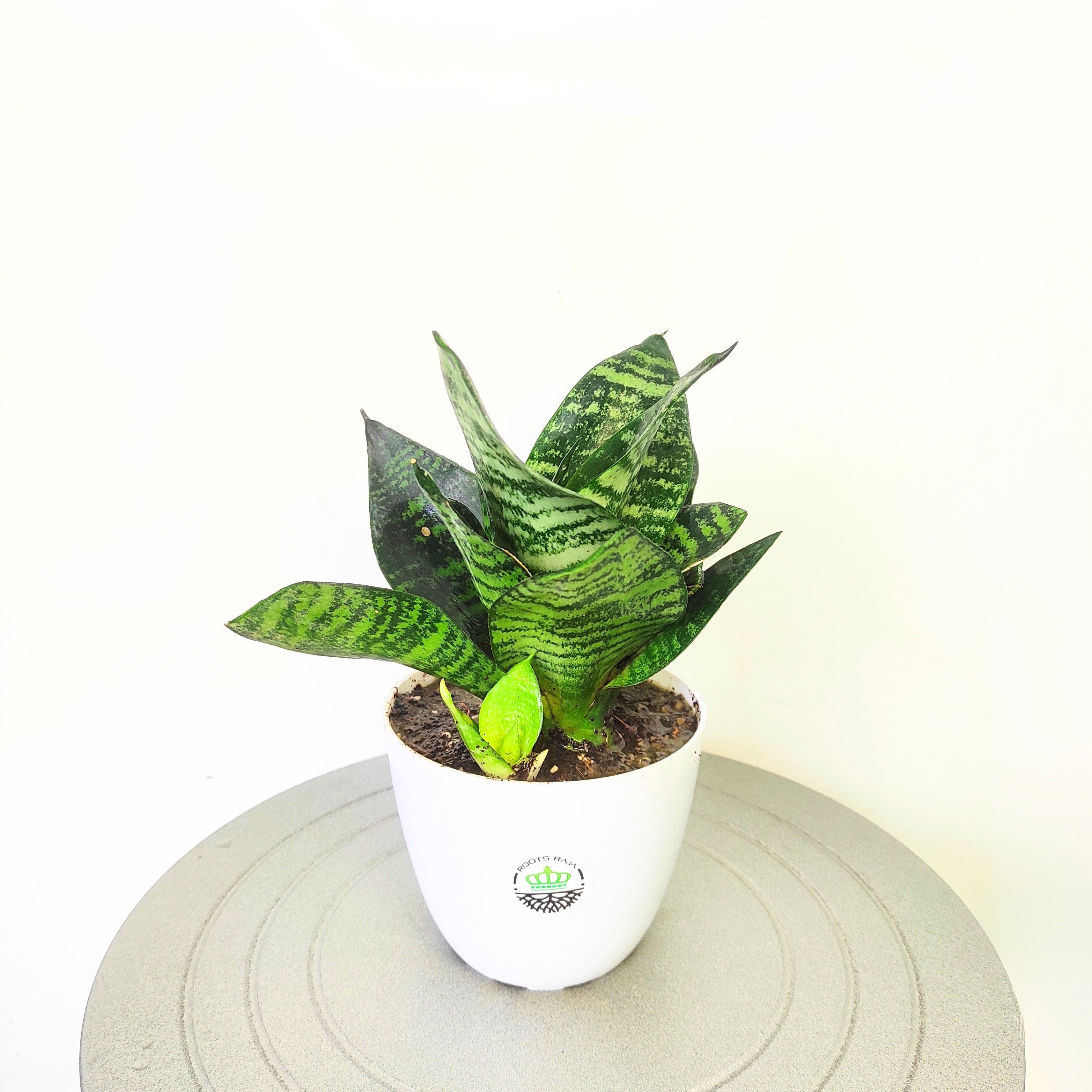 Snake Hanhii Plant