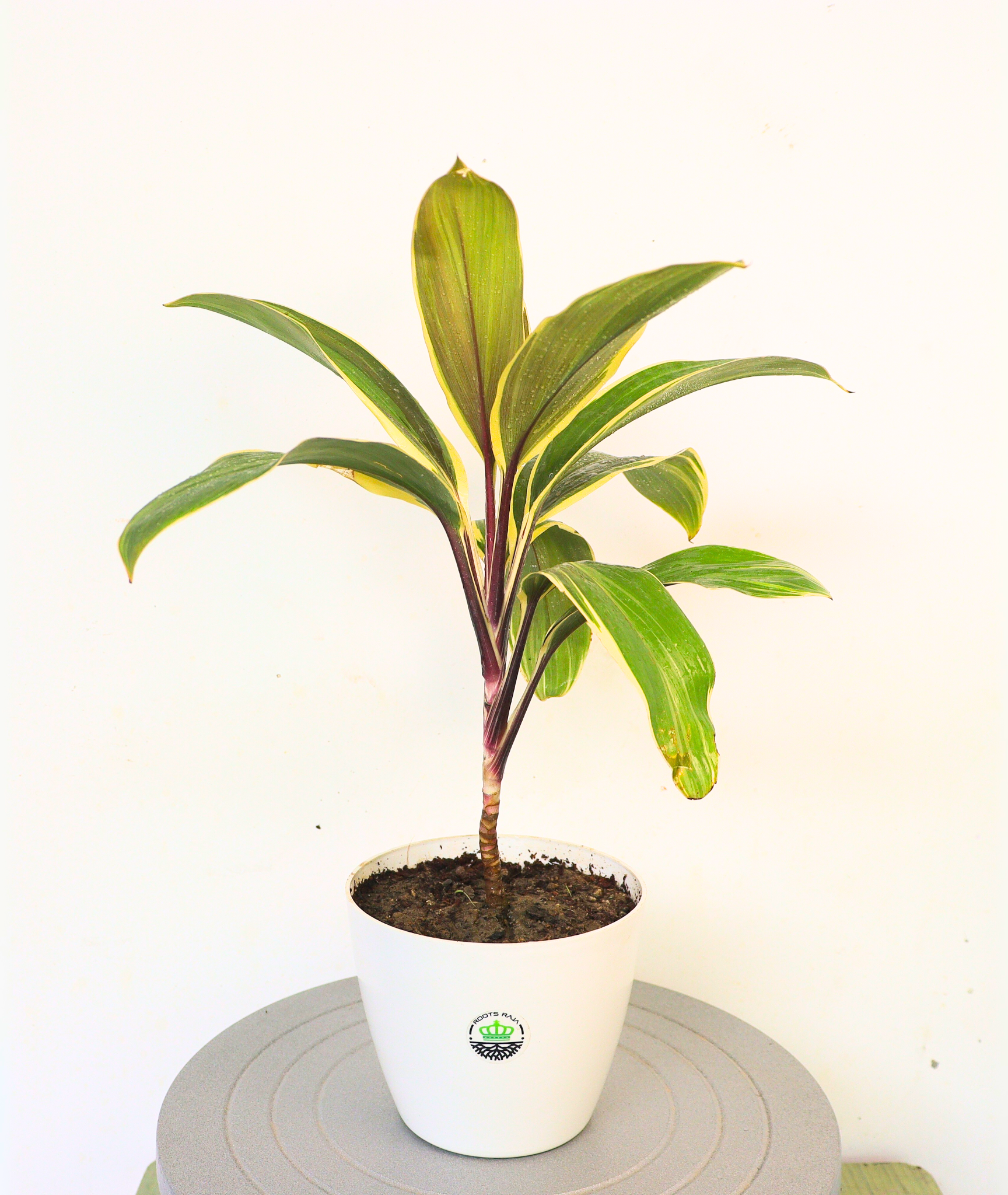Dracena (Cordilyne fruticosa)