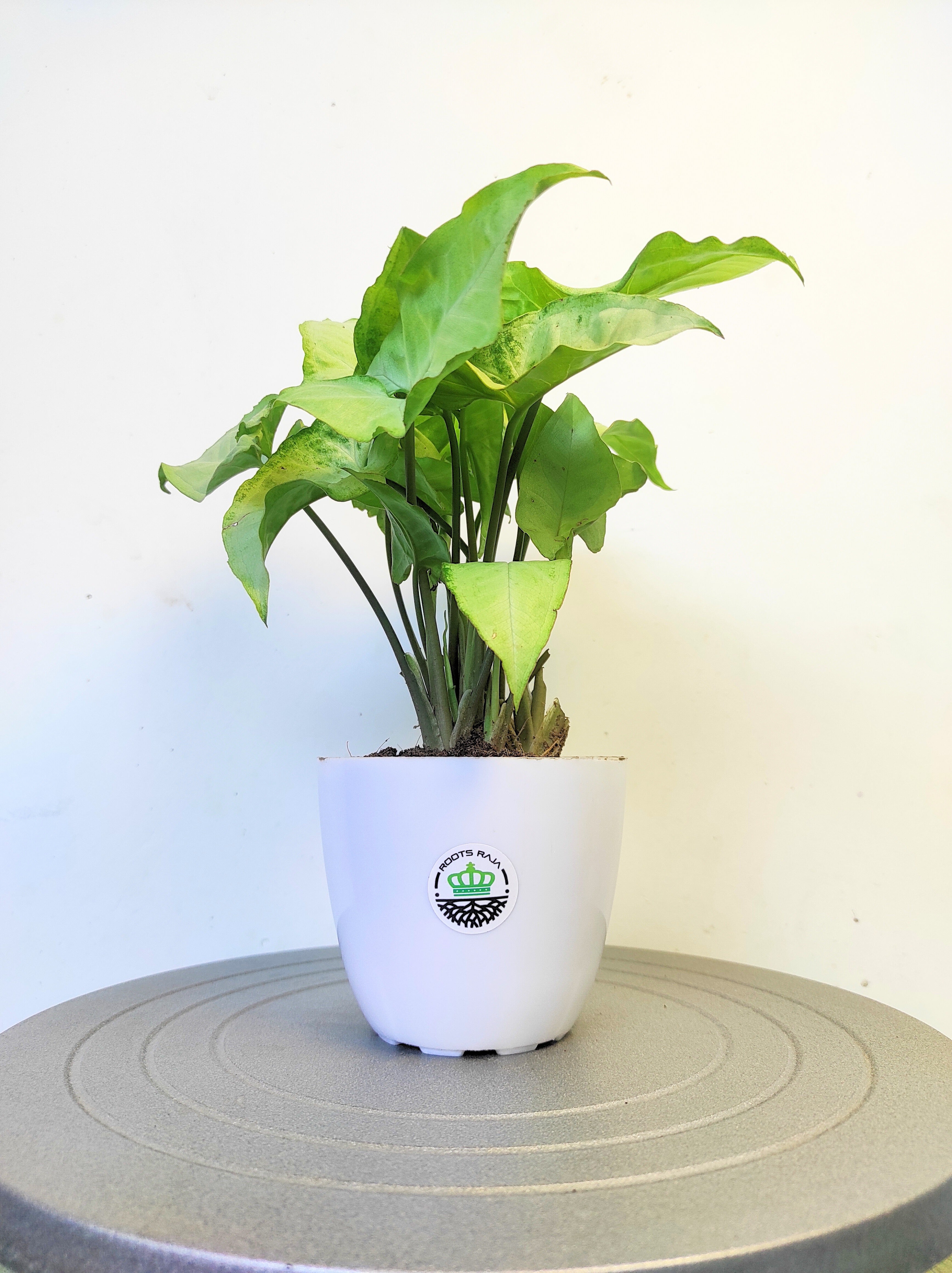 Syngonium White Butterfly