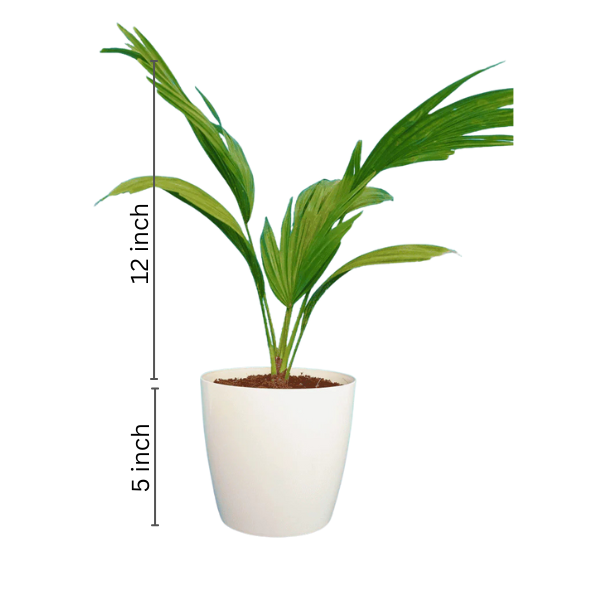 China Palm