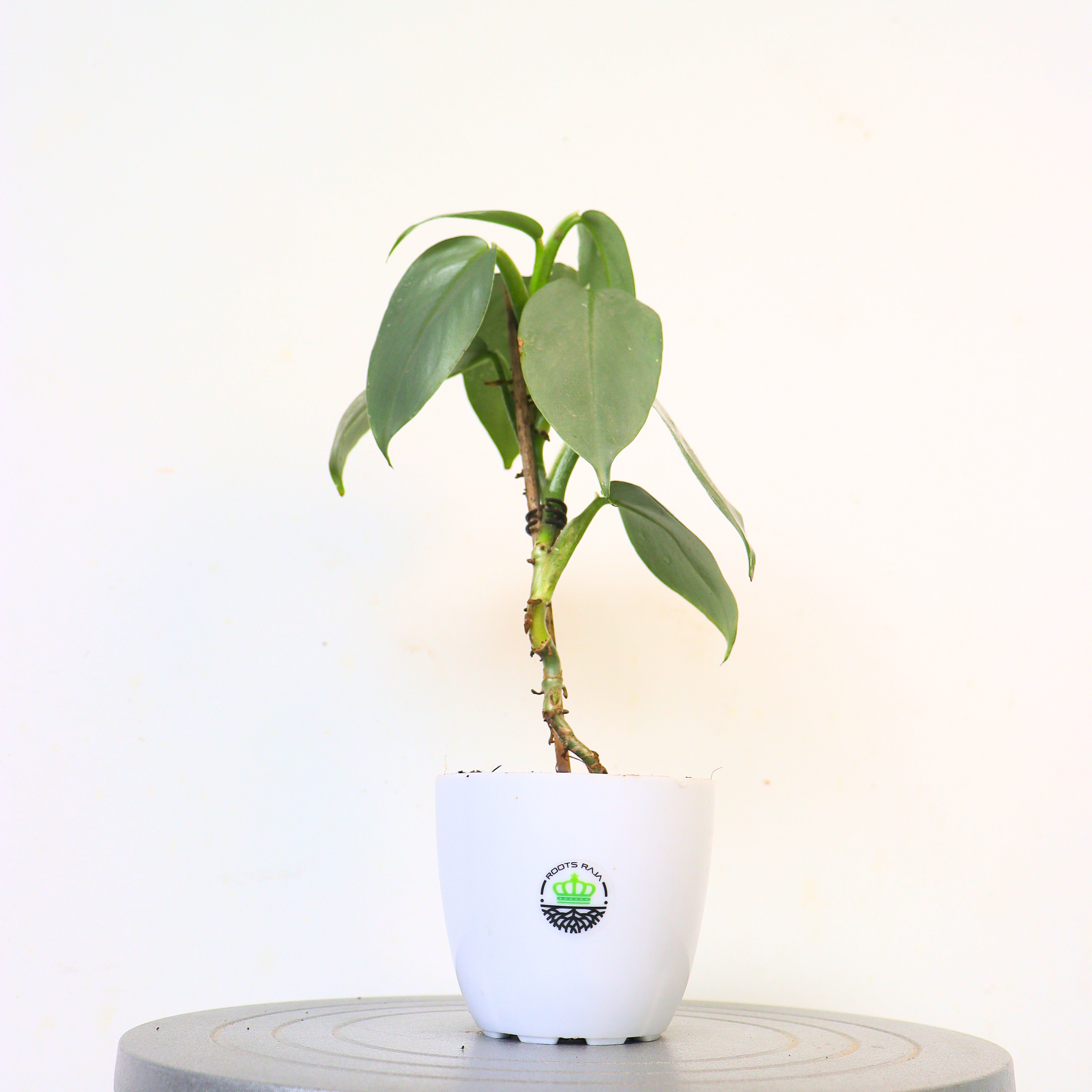 Philodendron Silver Sword