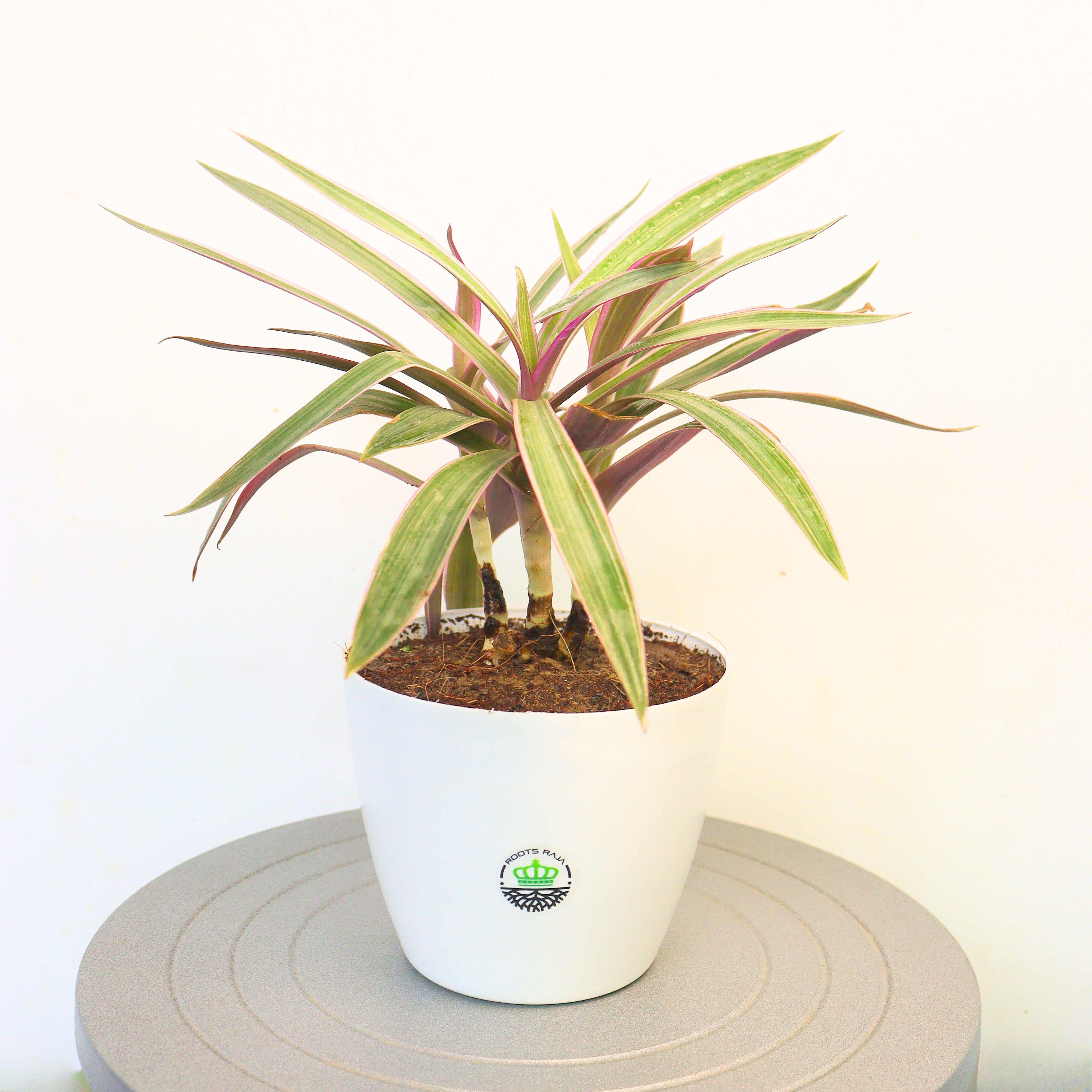 Rhoeo Variegated