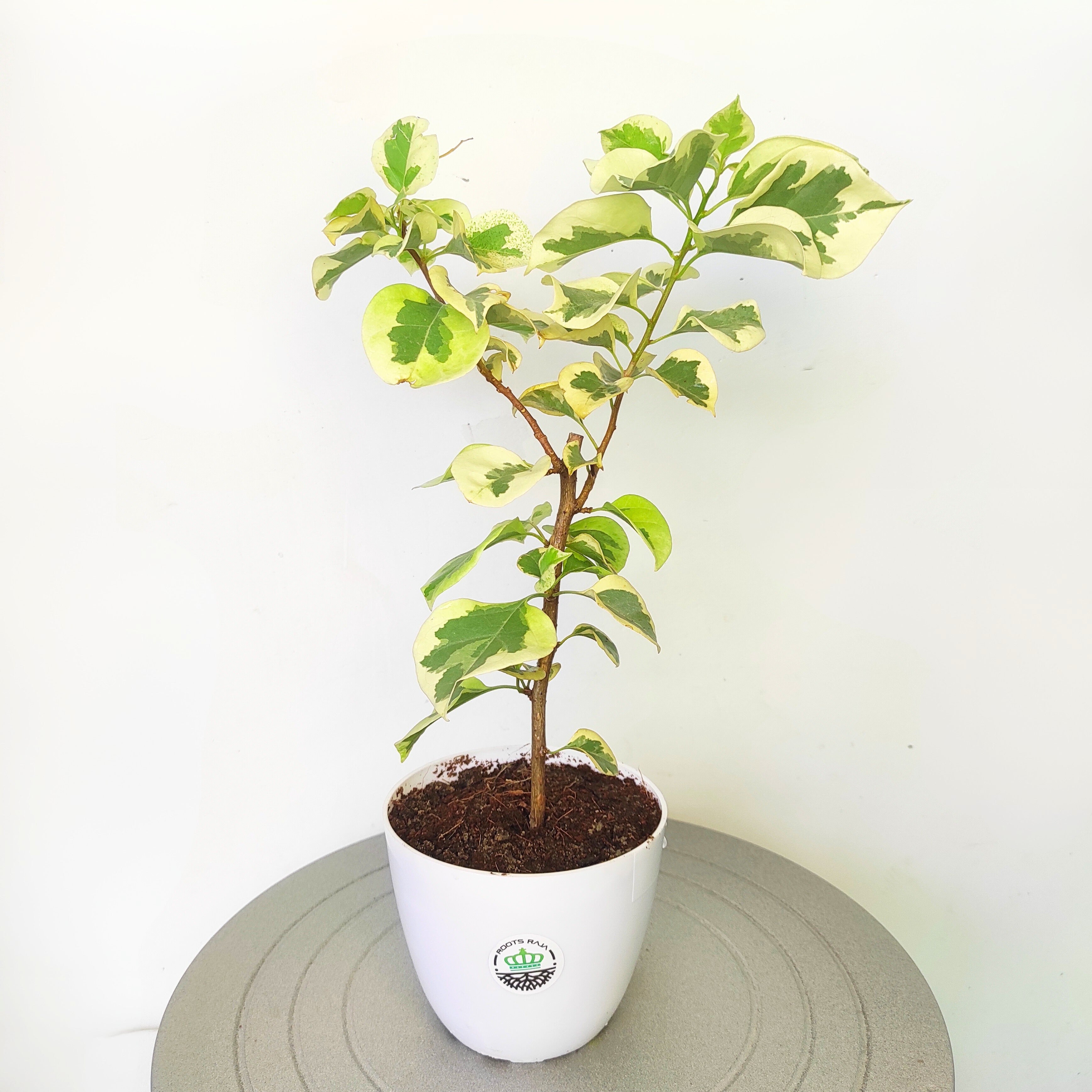 Bougainvillea Variegated