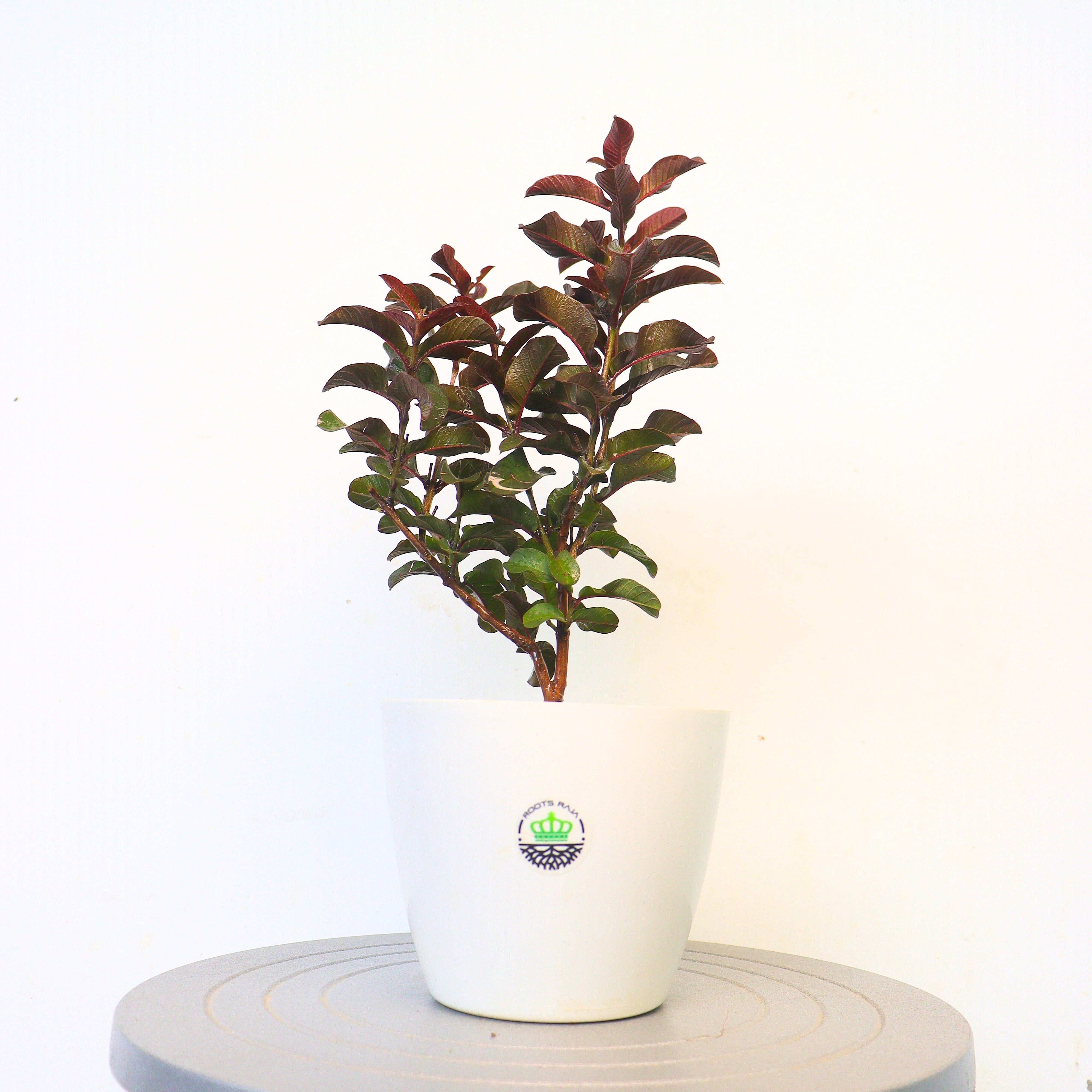 Red Malaysian Guava