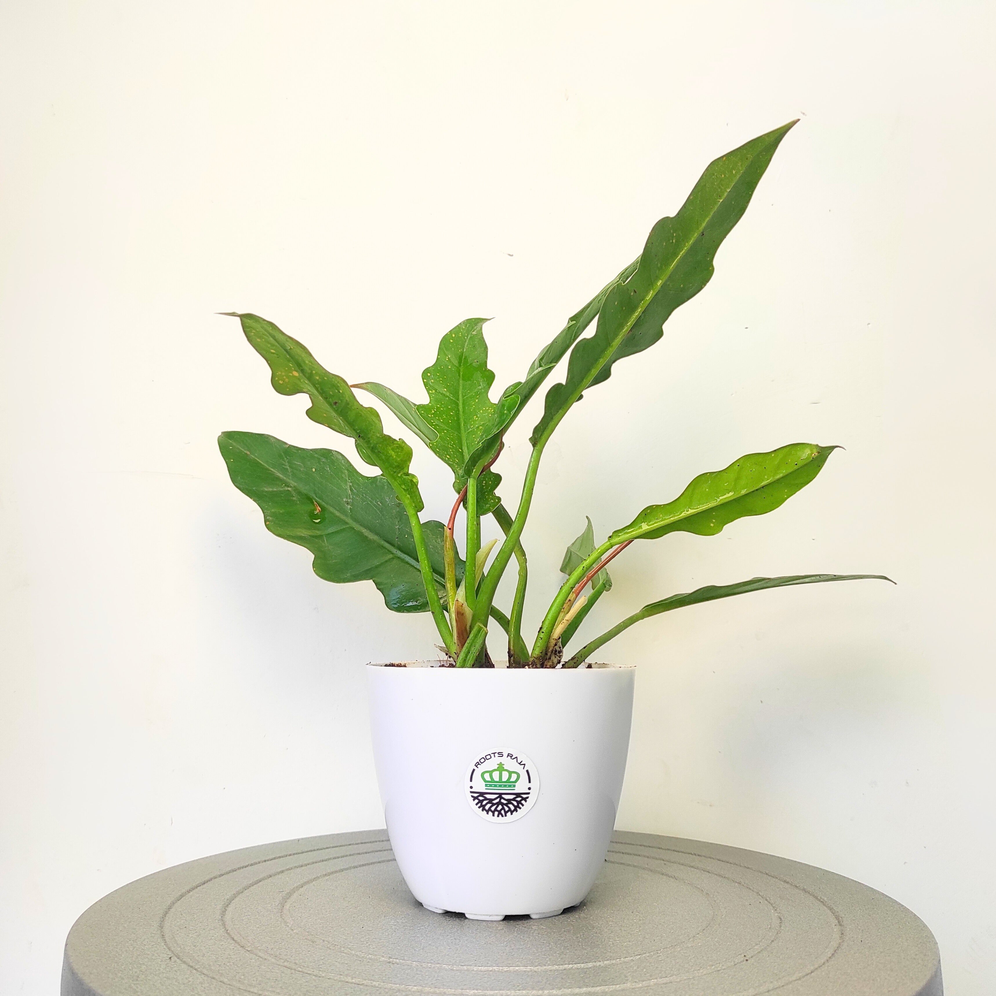 Philodendron 'Ring of Fire Green'