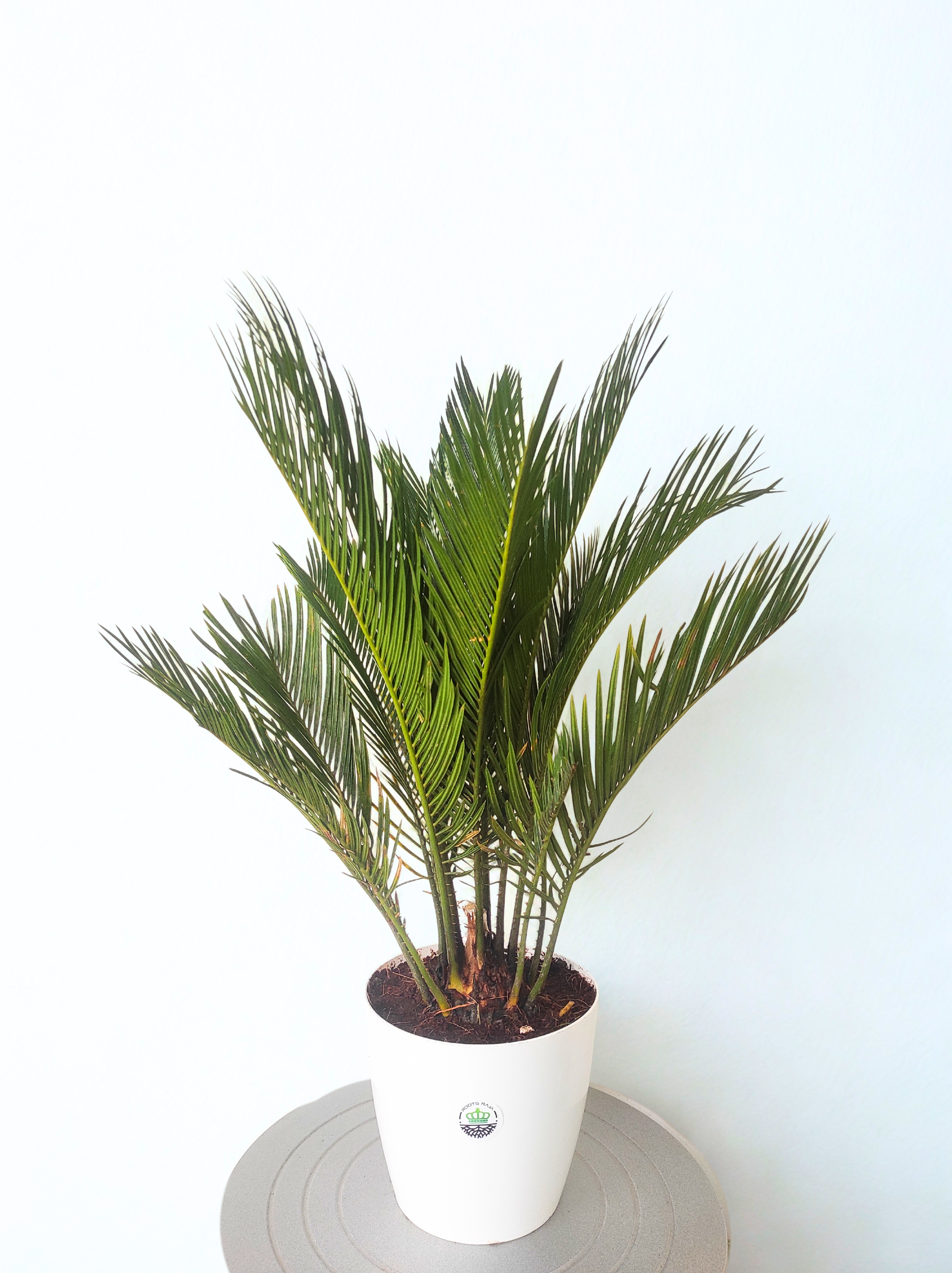 Cycas Palm Plant