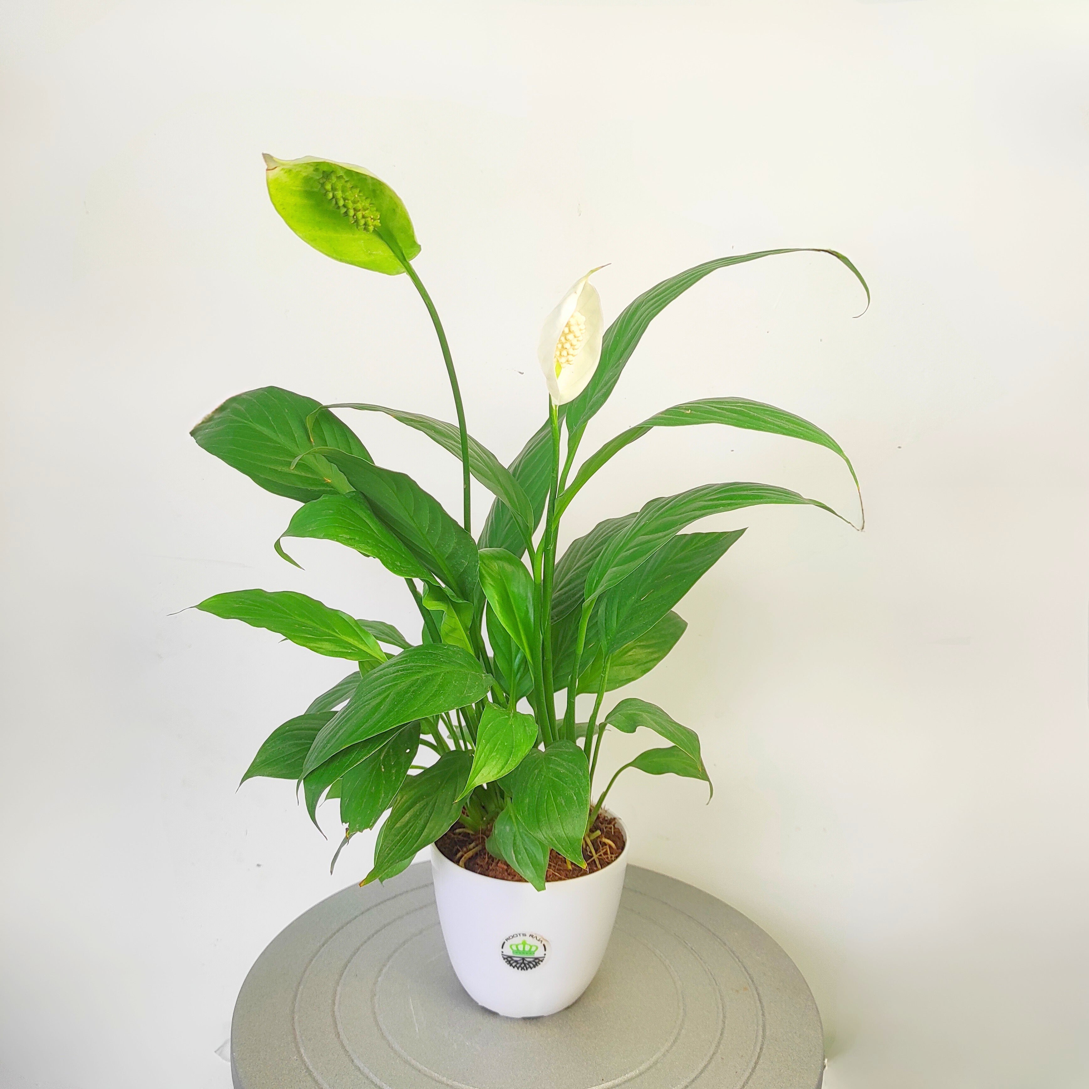 Peace Lily