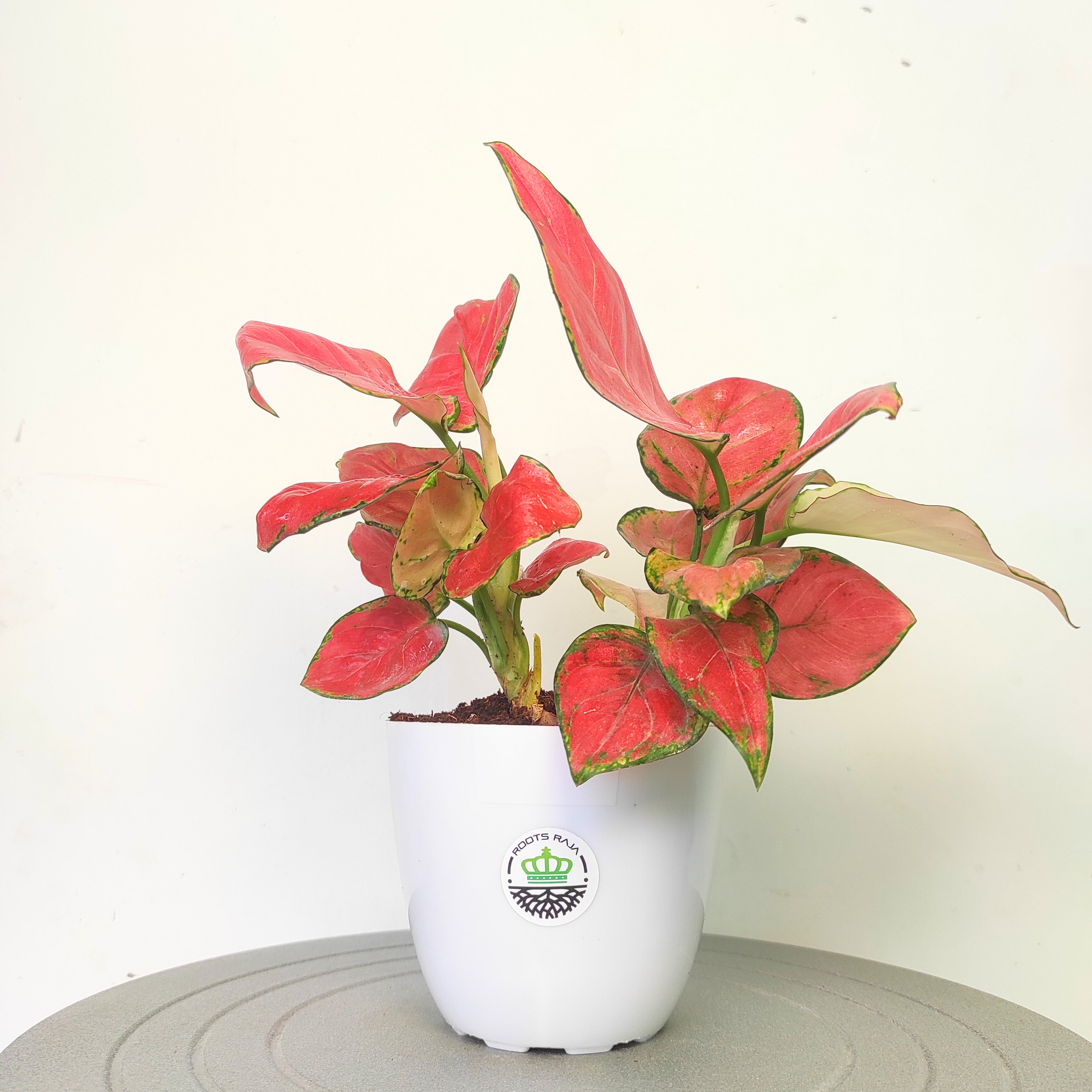 Aglaonema Red Diamond