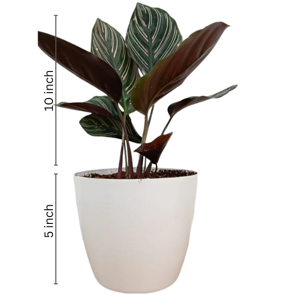 Calathea ornata