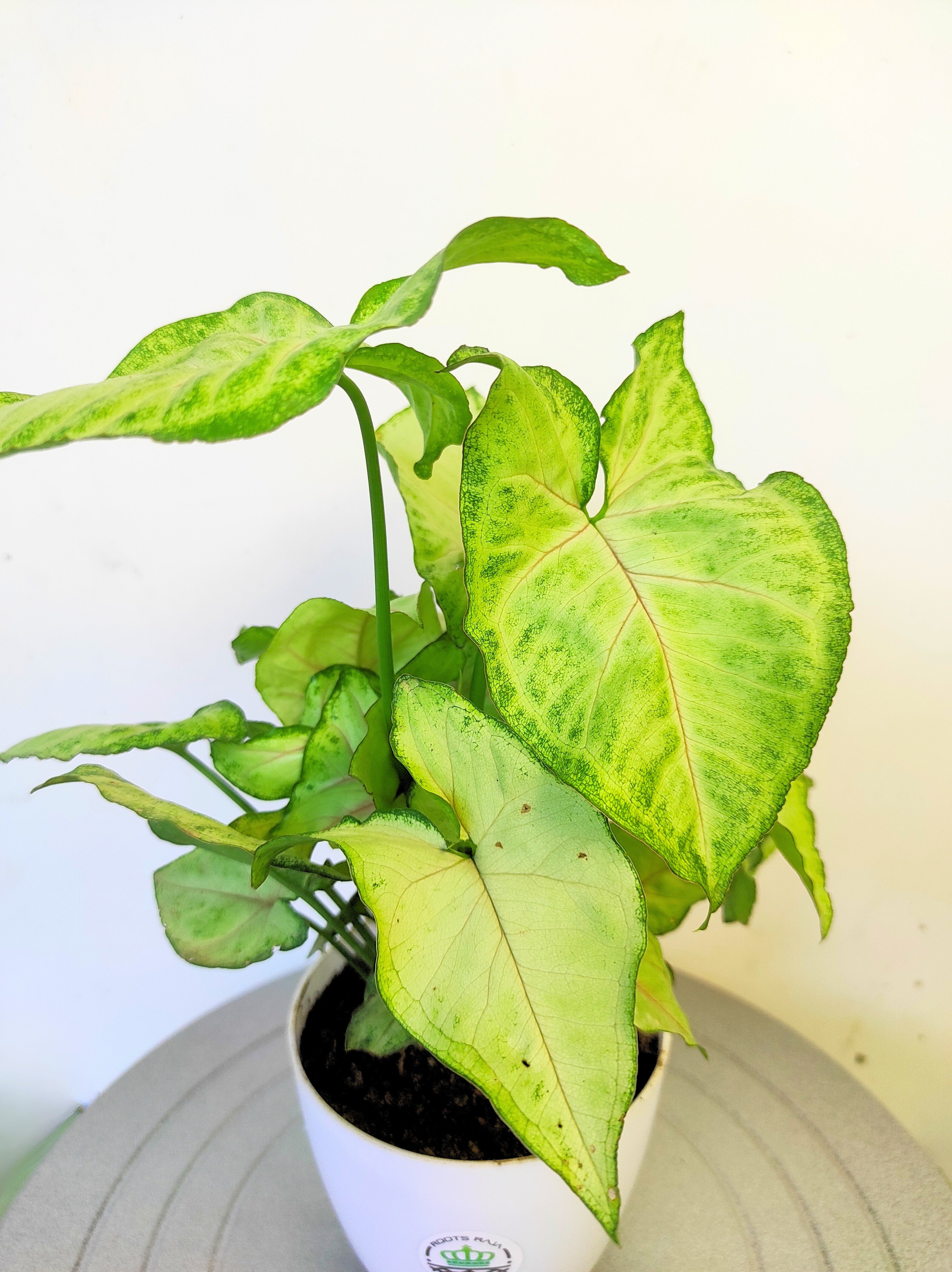 Syngonium Mango Allusion Plant