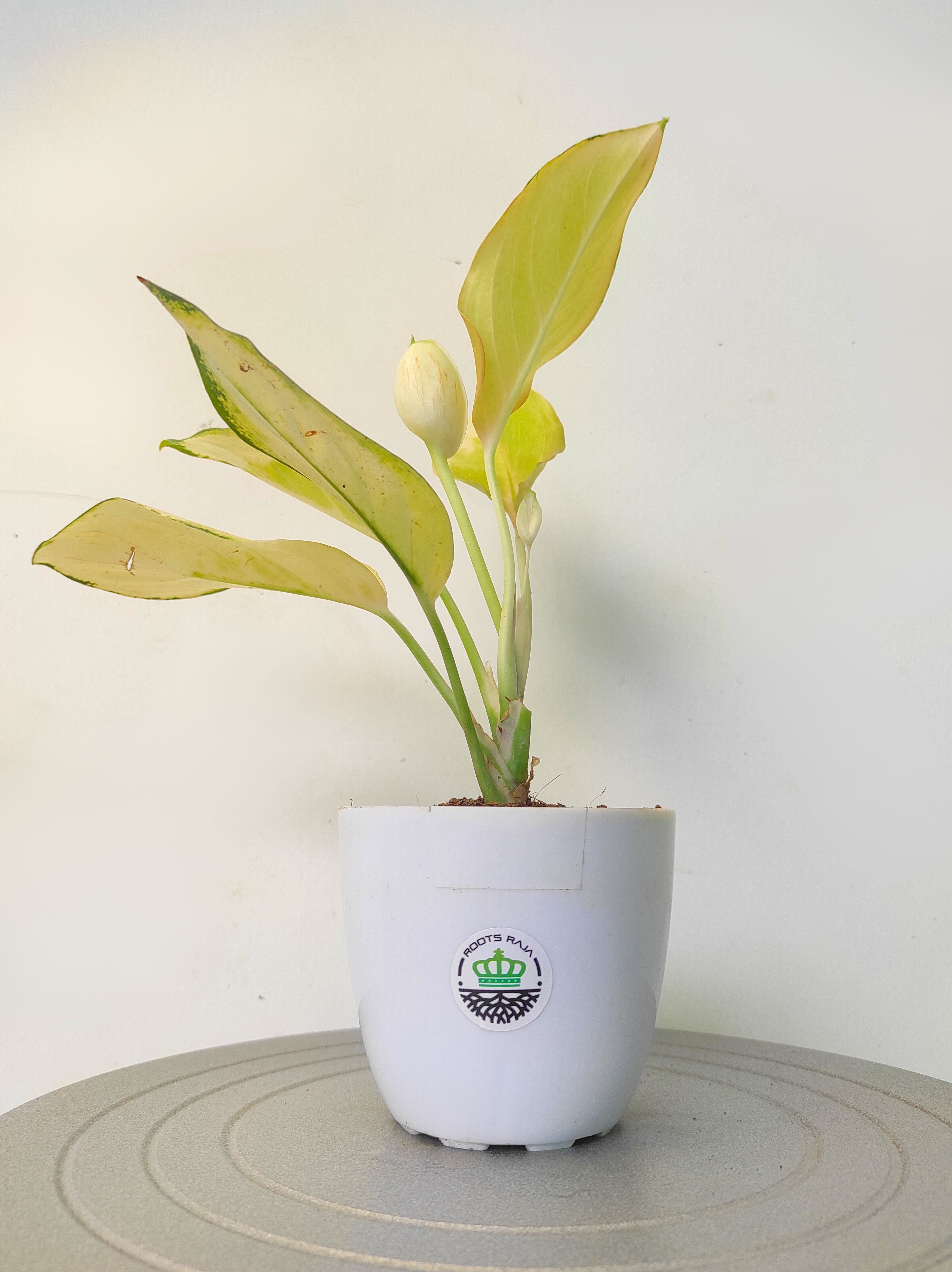 Aglaonema Golden Angel