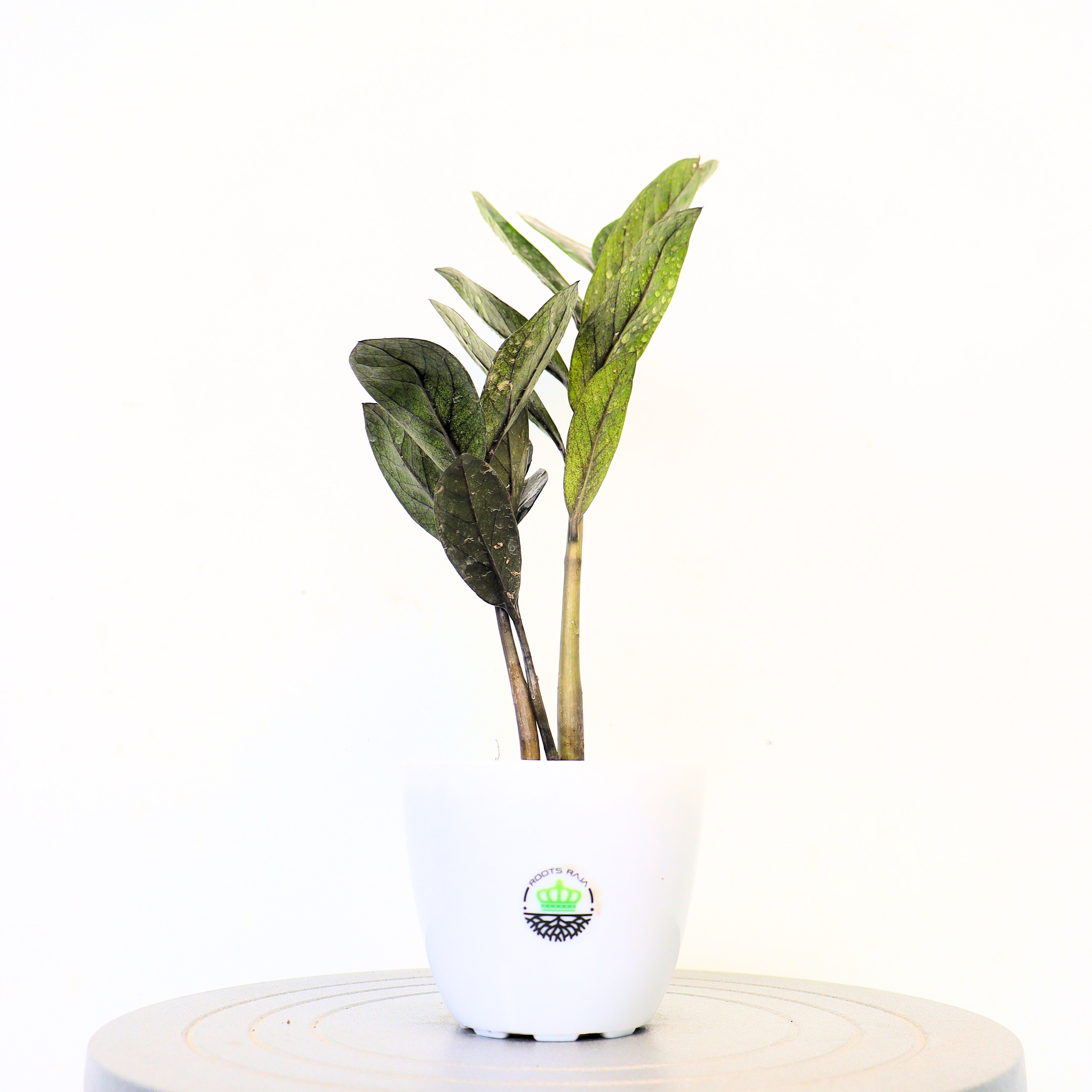 ZZ Plant Raven Black
