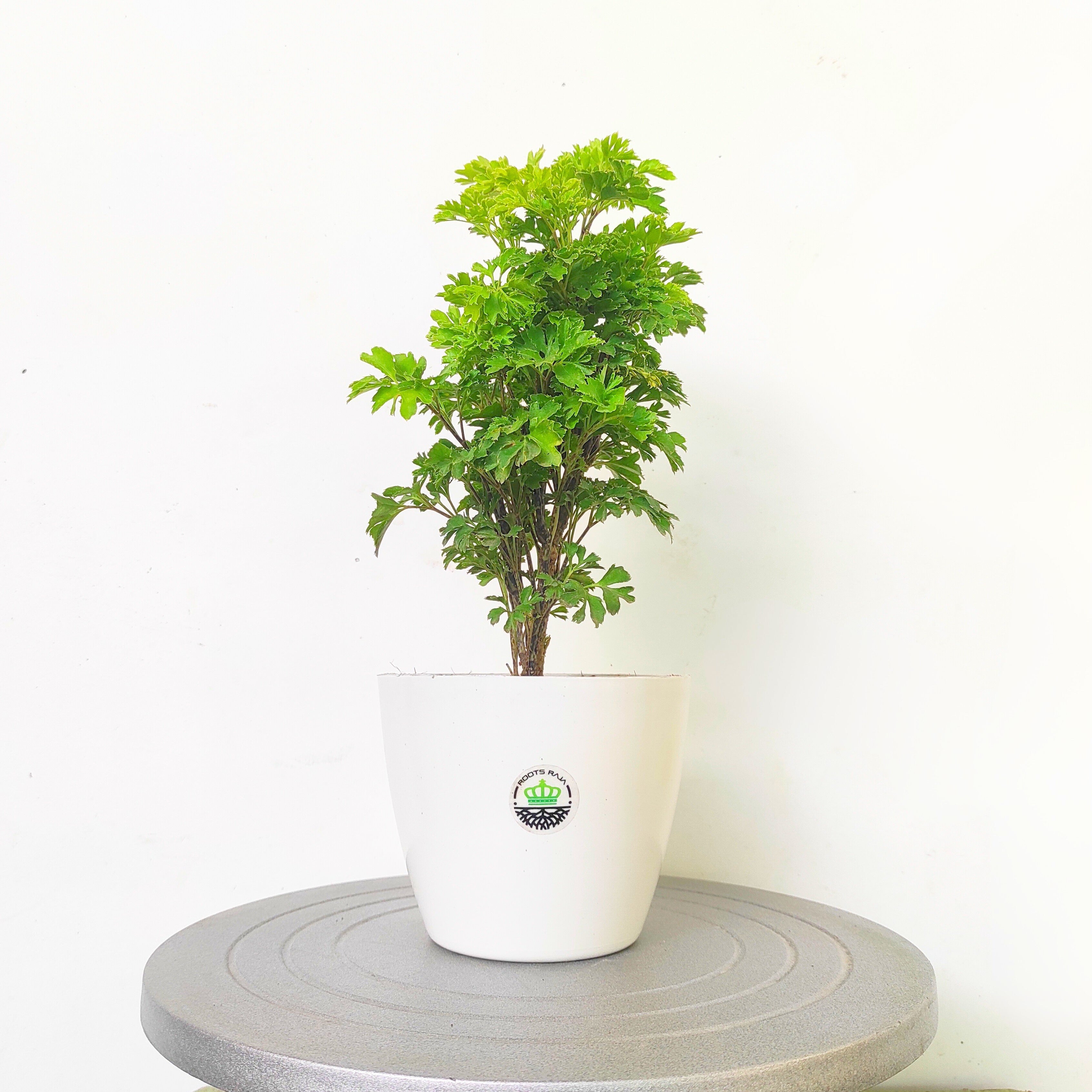 Aralia (Green)
