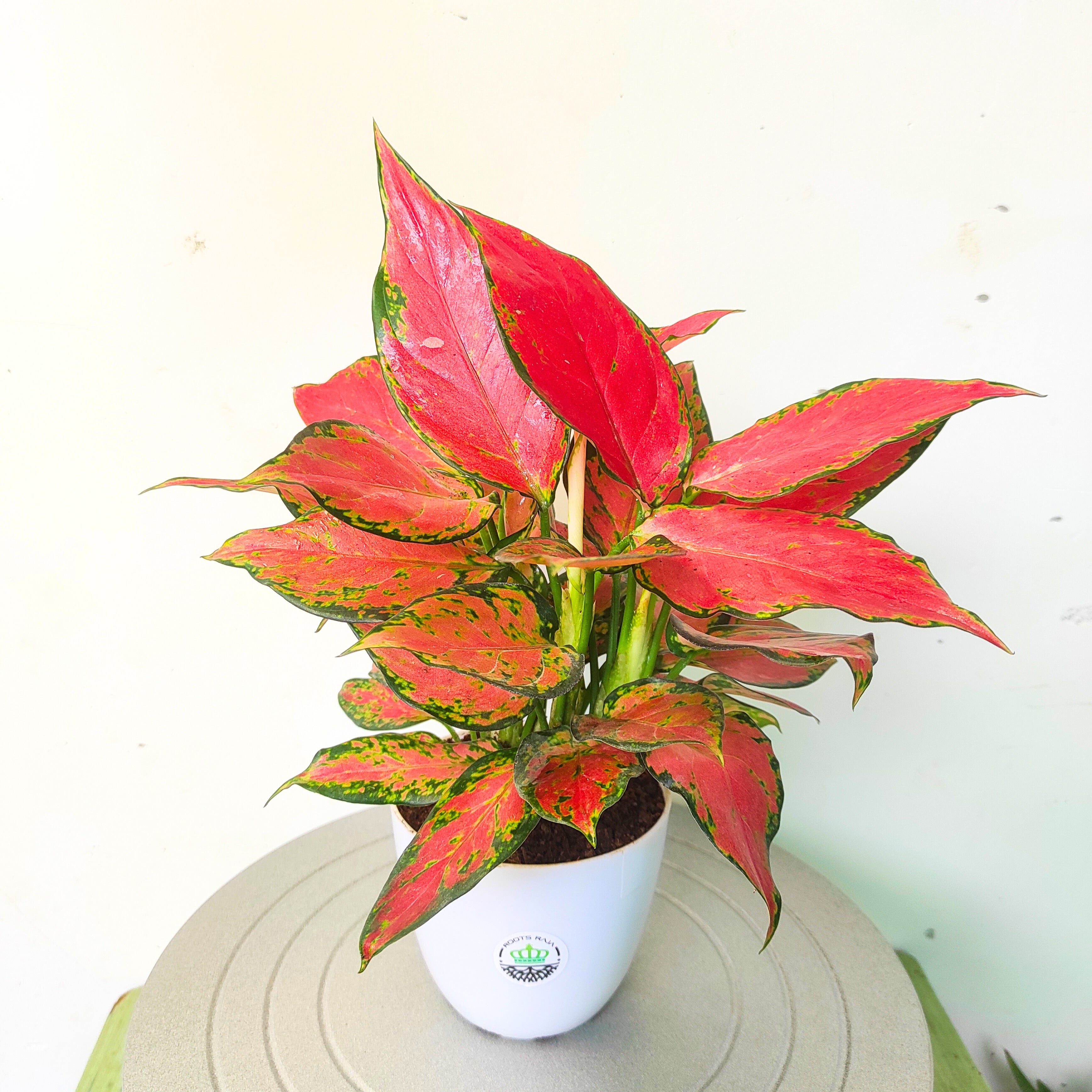 Aglaonema Red Valentine
