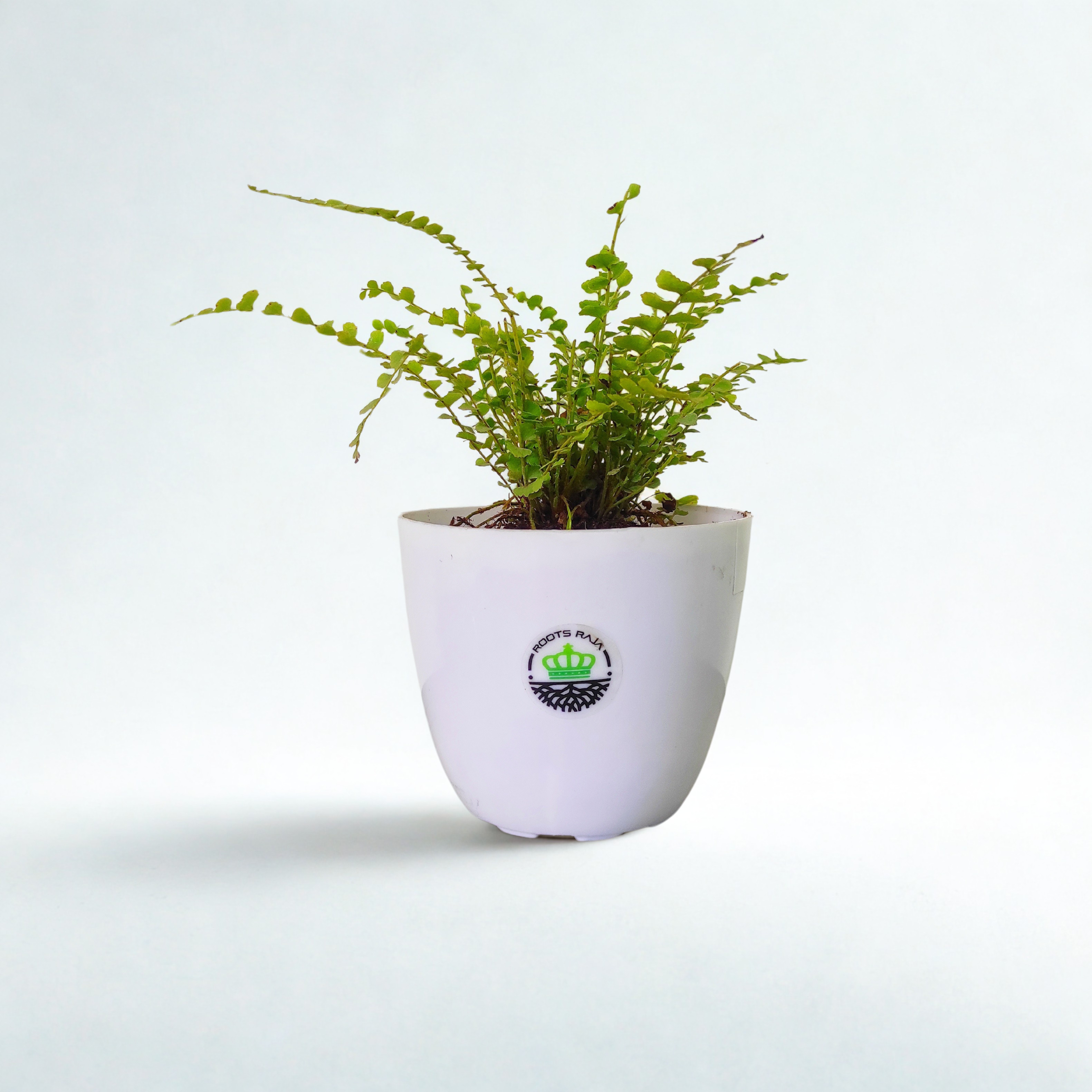Button Fern Plant