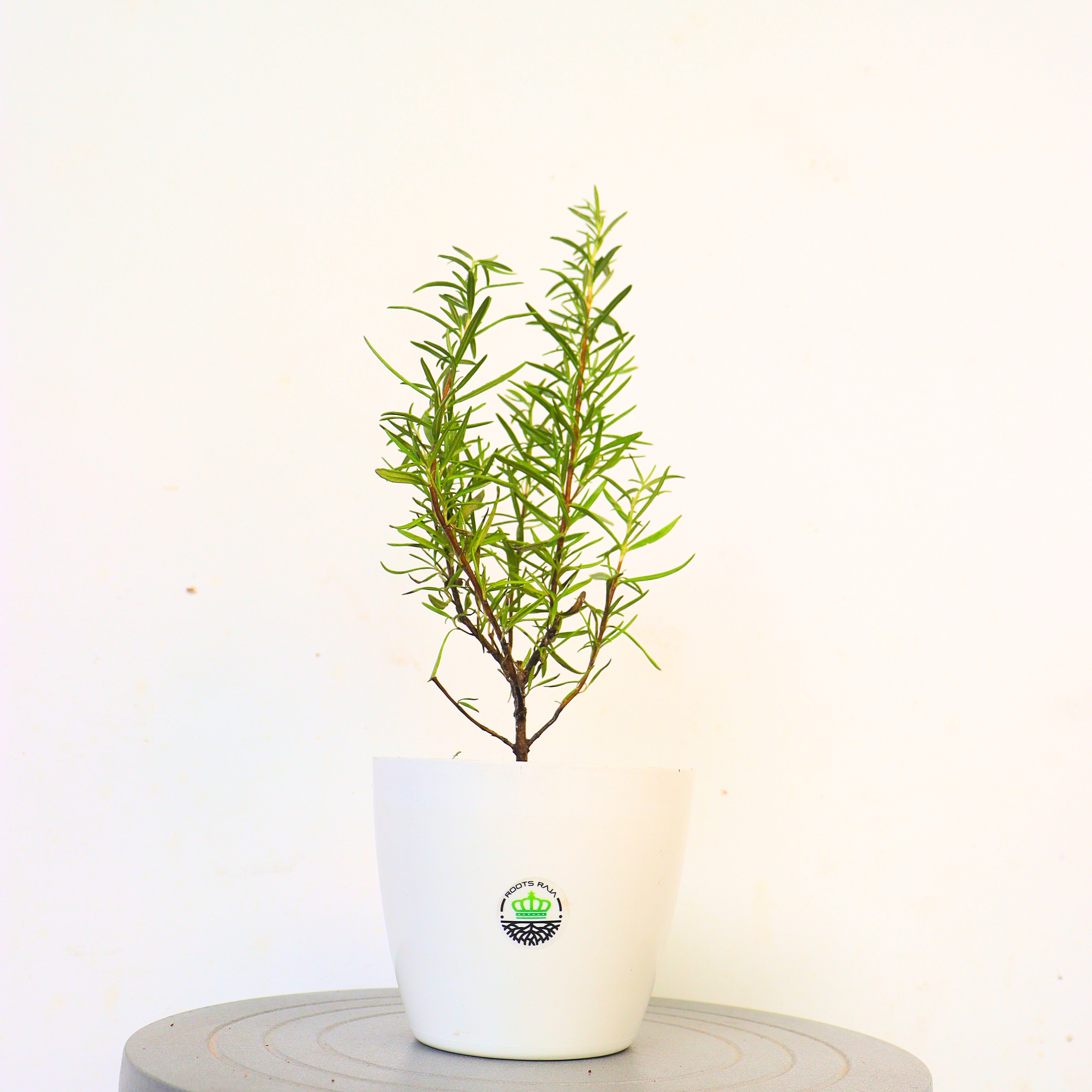 Rosemary