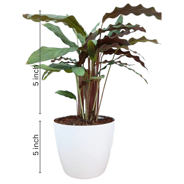 Calathea Rufibarba