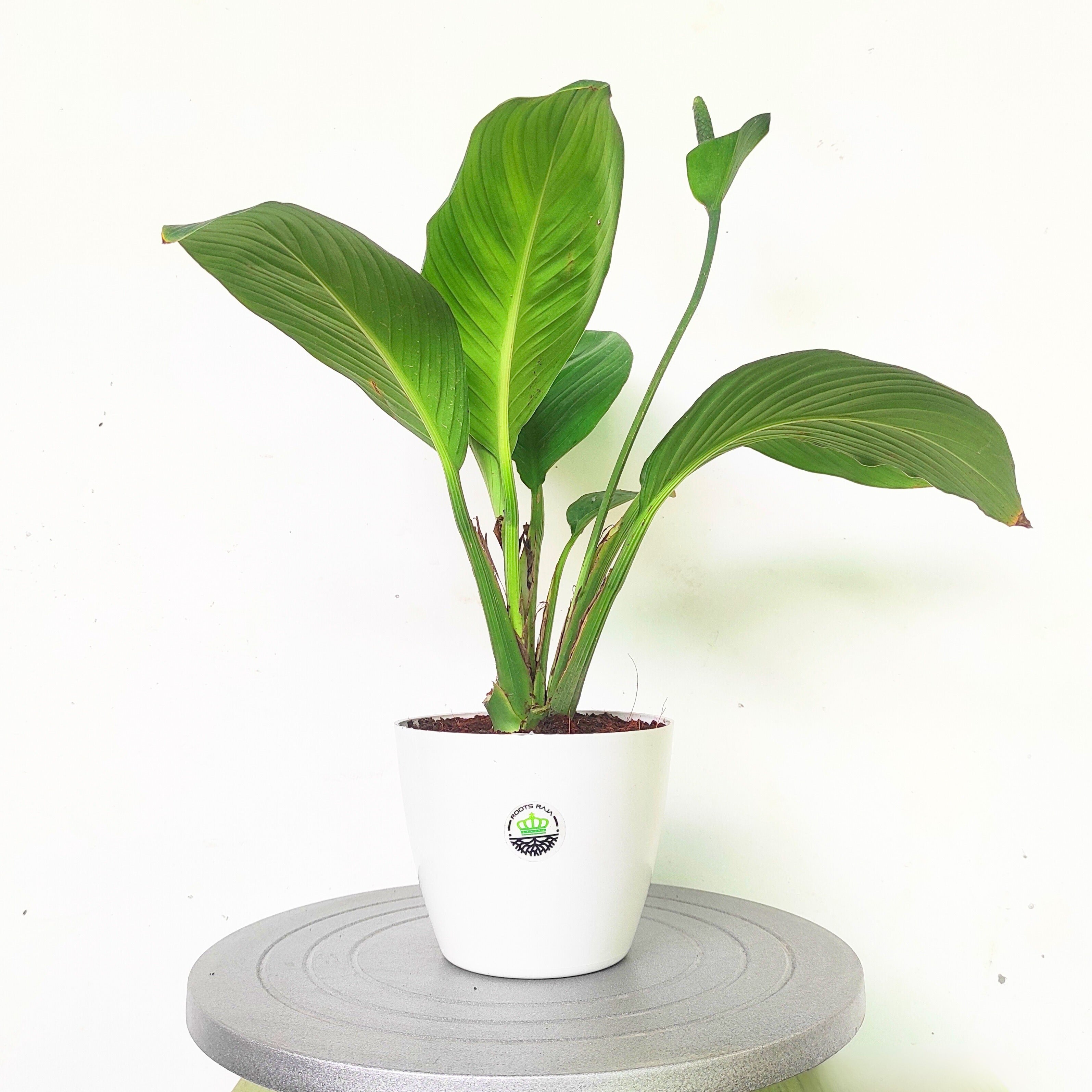 giant peace lily plant Giant Peace Lily – rootsraja.in