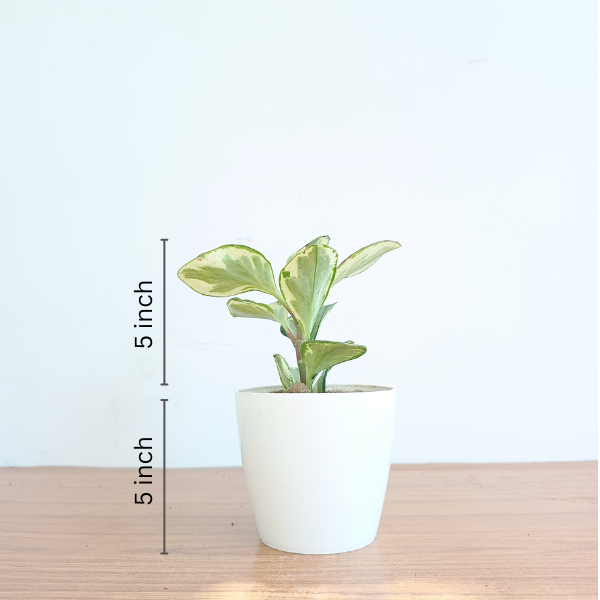 Peperomia obtusifolia