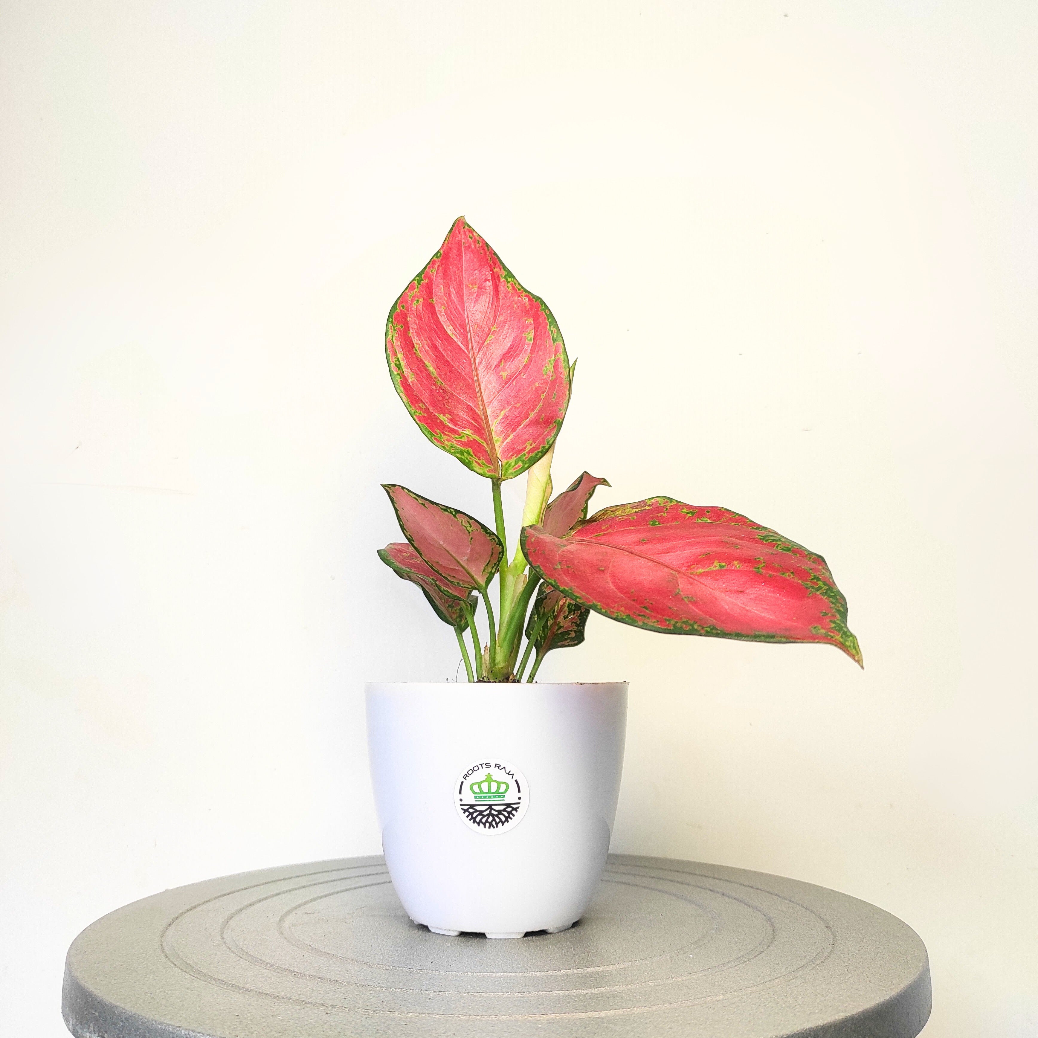 Aglaonema Pink