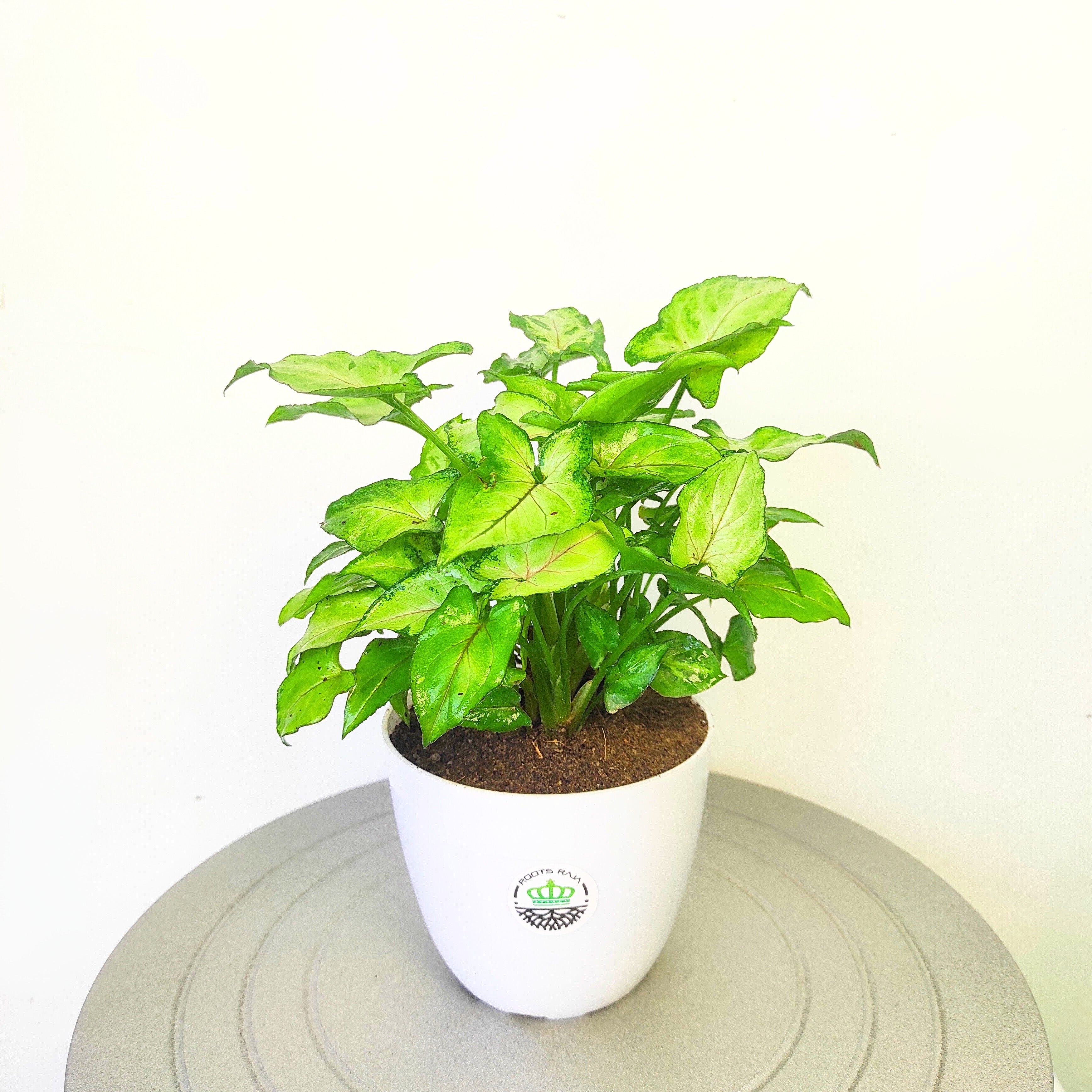 Syngonium Pixie