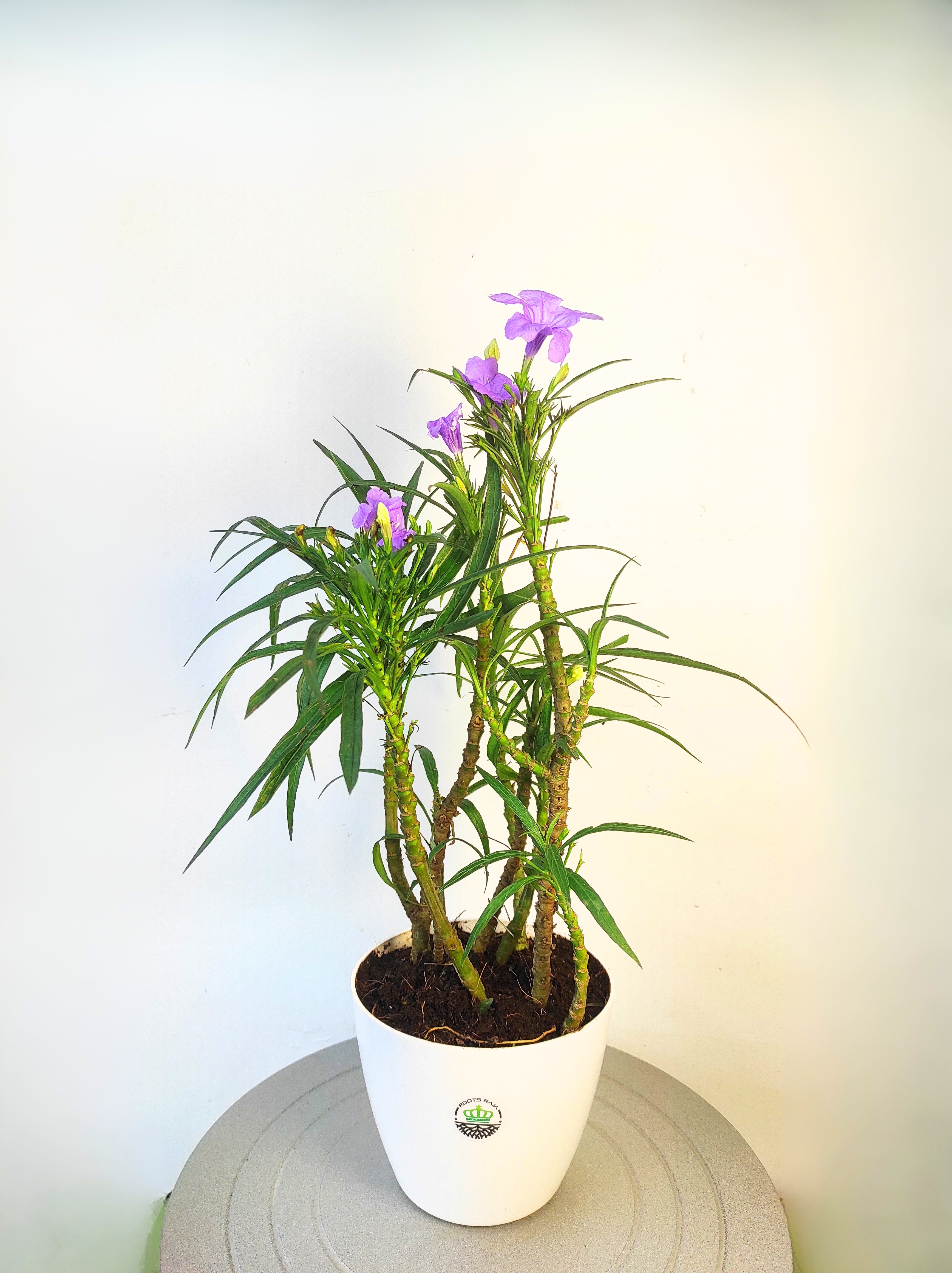 Nargis Plant