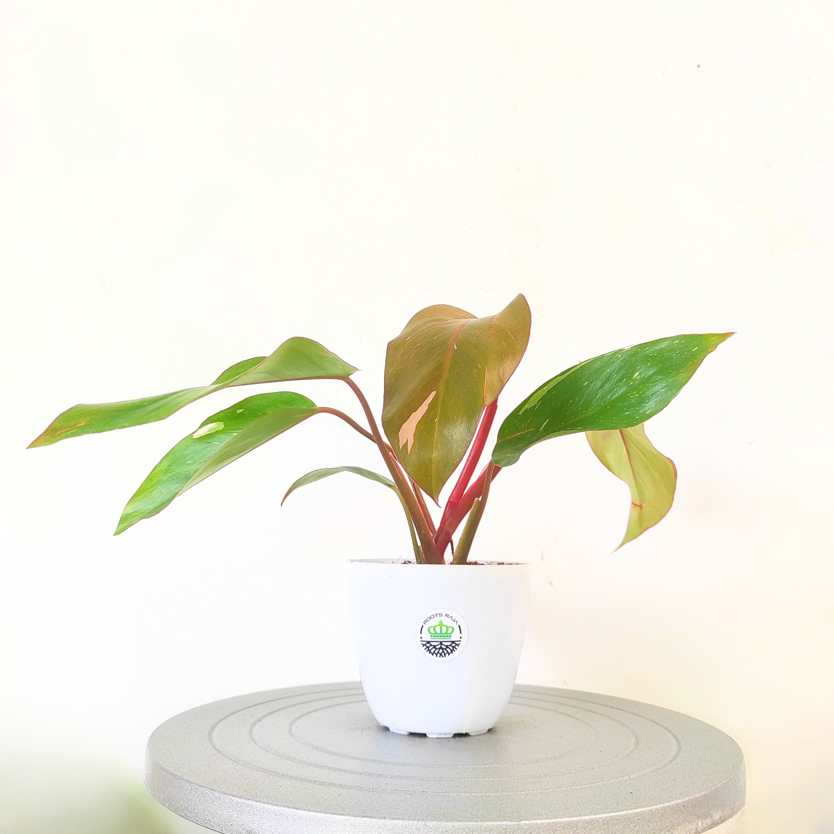philodendron pink princess india Buy Philodendron Pink Princess – Rare Variegated Indoor Plant – rootsraja.in