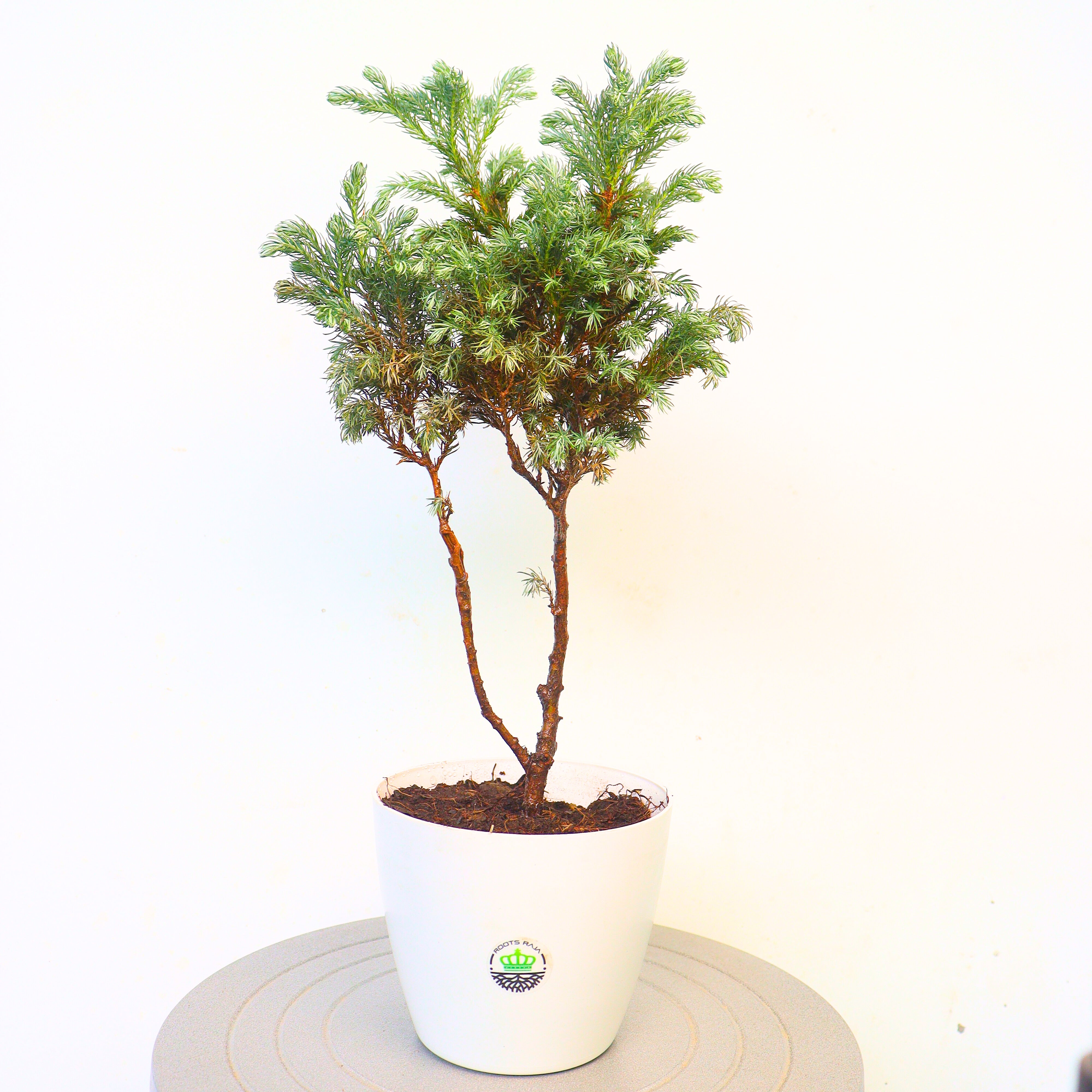 Himalayan Blue Pine